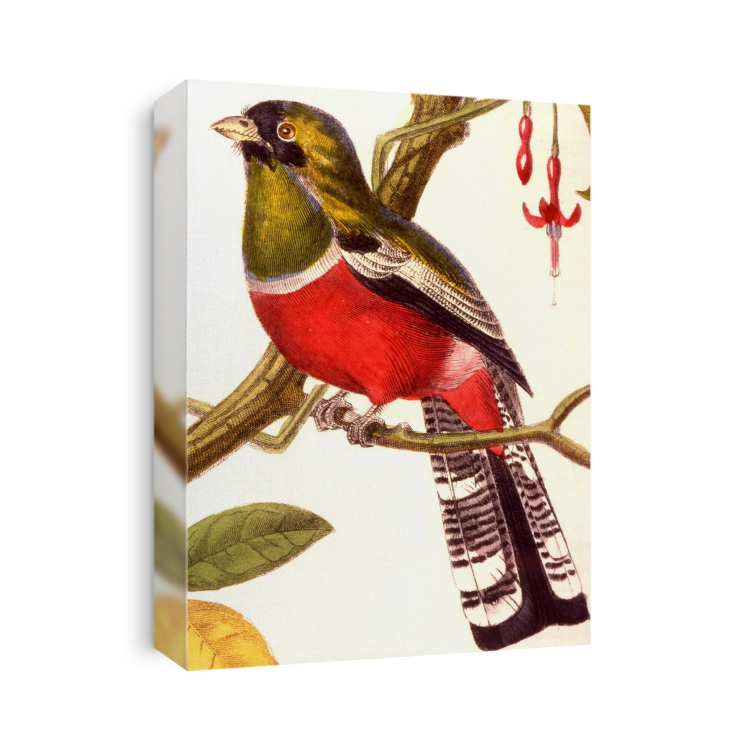 Black-throated trogon (Trogon rufus). 1849 illustration of a black-throated trogon perched in a tree. This colourful bird breeds in the lowlands of South America, from Honduras south to western Ecuador and northern Argentina.