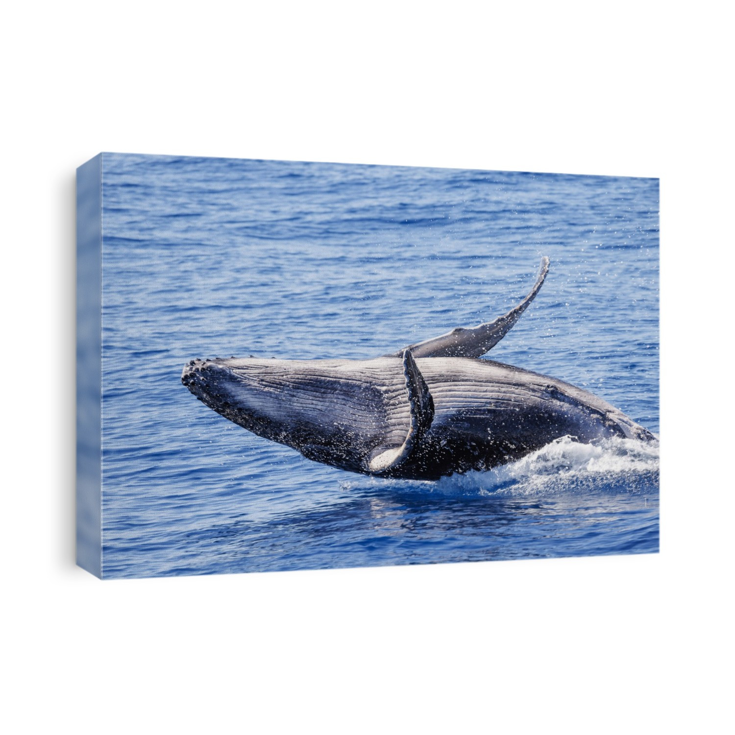 This breaching Humpback whale calf (Megaptera novaeangliae) was born in the 2022 season off Maui, Hawaii; Hawaii, United States of America