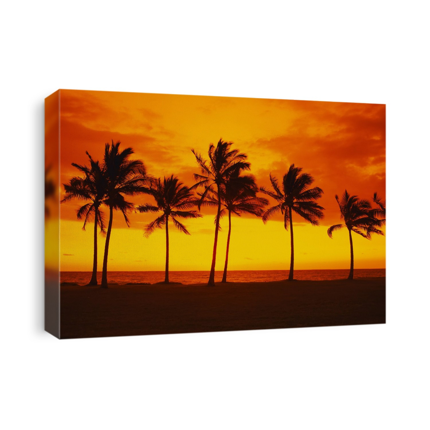 Palm Trees at Sunset, Nanakuli Beach Park, Oaho, Hawaii, USA