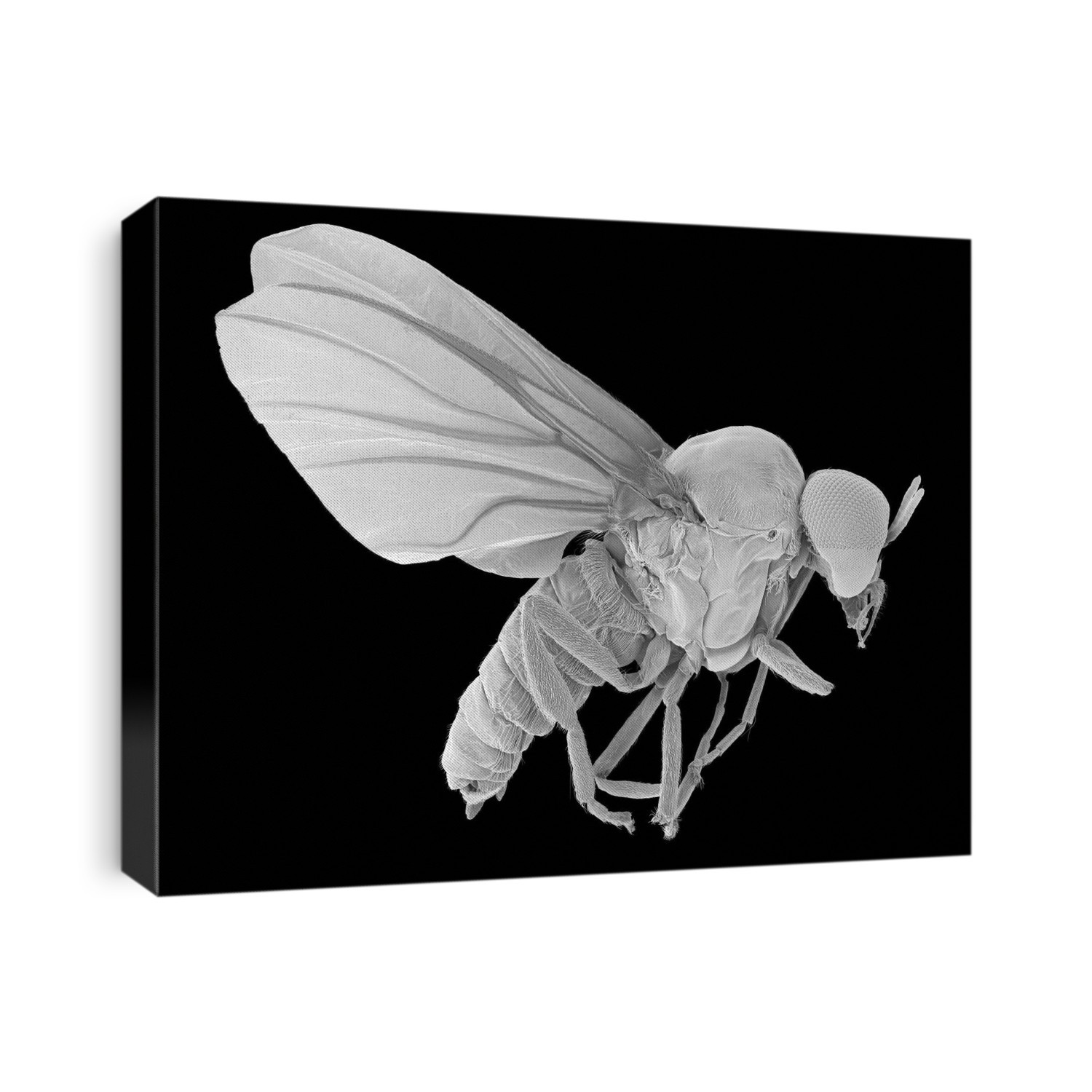 Scanning electron micrograph (SEM) of Black fly adult male (Simulium hippovorum). Simulium hippovorumis a blood-sucking insect closely related to mosquitoes. The head possesses two compound eyes, short segmented antennae and skin piercing mouthparts. Note the split compound eye (holoptic) possesses two sizes of ommatidia. Black flies are considered a human pest in some areas of the US and Canada. Adult females of certain species are fierce biters, whereas others are strictly a nuisance by their presence around exposed skin areas. Female black flies require a blood meal; males feed mainly on nectar. Also shown is the prothoracic proleg is used to pull or hold threads of silk, as well as to grasp the silk pad it forms on a substrate in moving water. Black flies can transmit filarial worms to humans resulting in a disease called onchocerciasis, which cause blindness. Magnification: x4 when shortest axis printed at 25 millimetres.