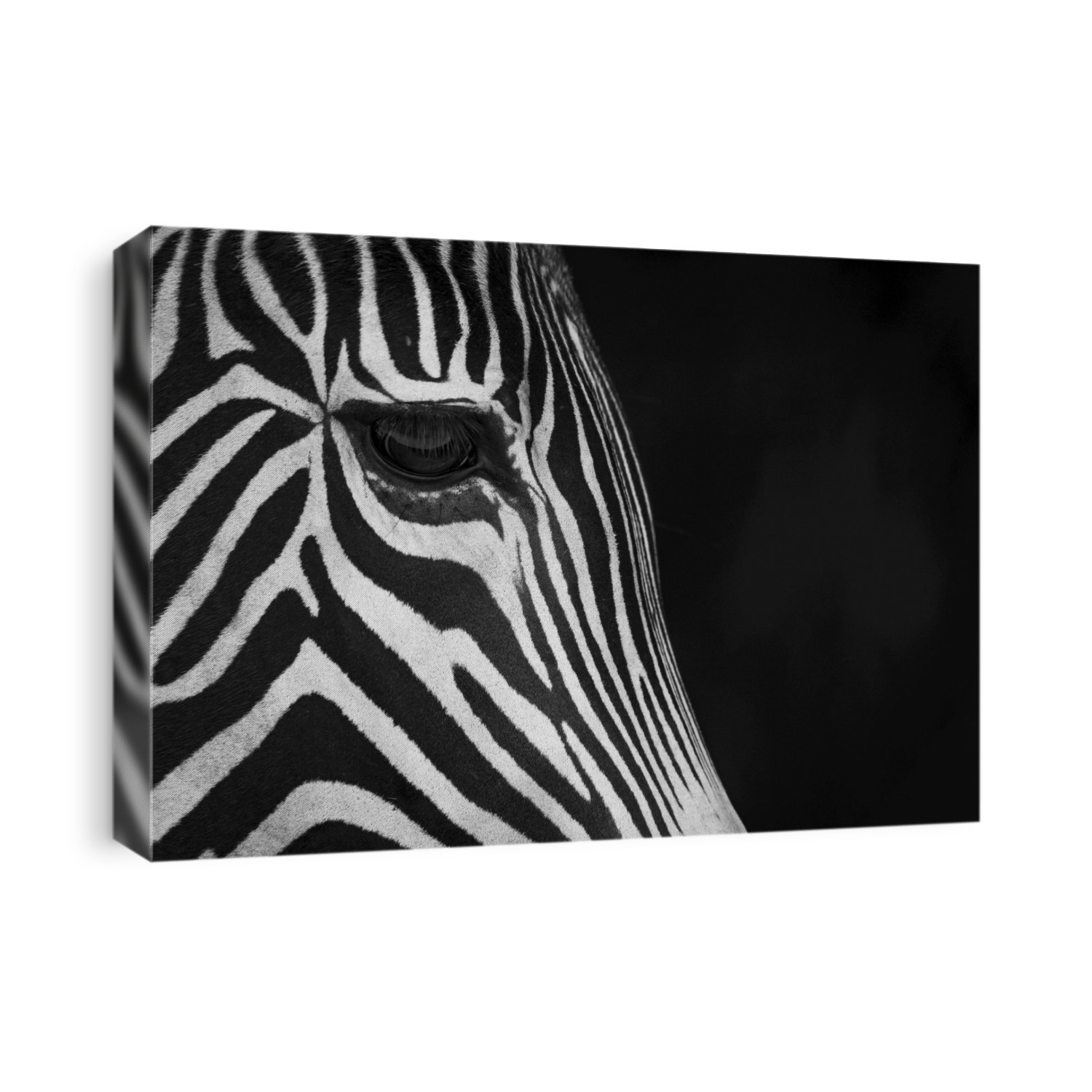 Close-Up Of Grevy's Zebra (Equus Grevyi) Face In Profile Against A Black Background; Cabarceno, Cantabria, Spain