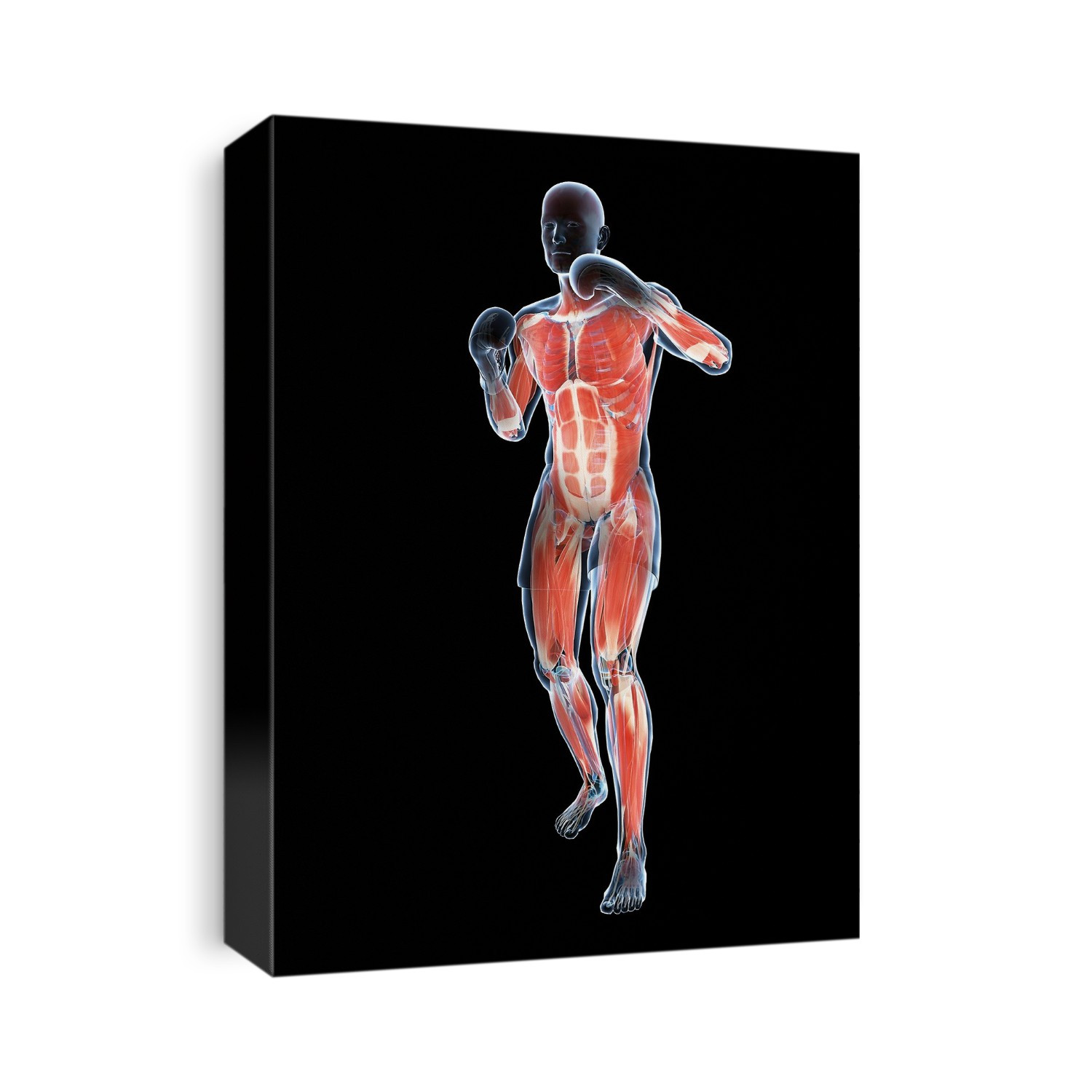 Boxer, computer artwork.