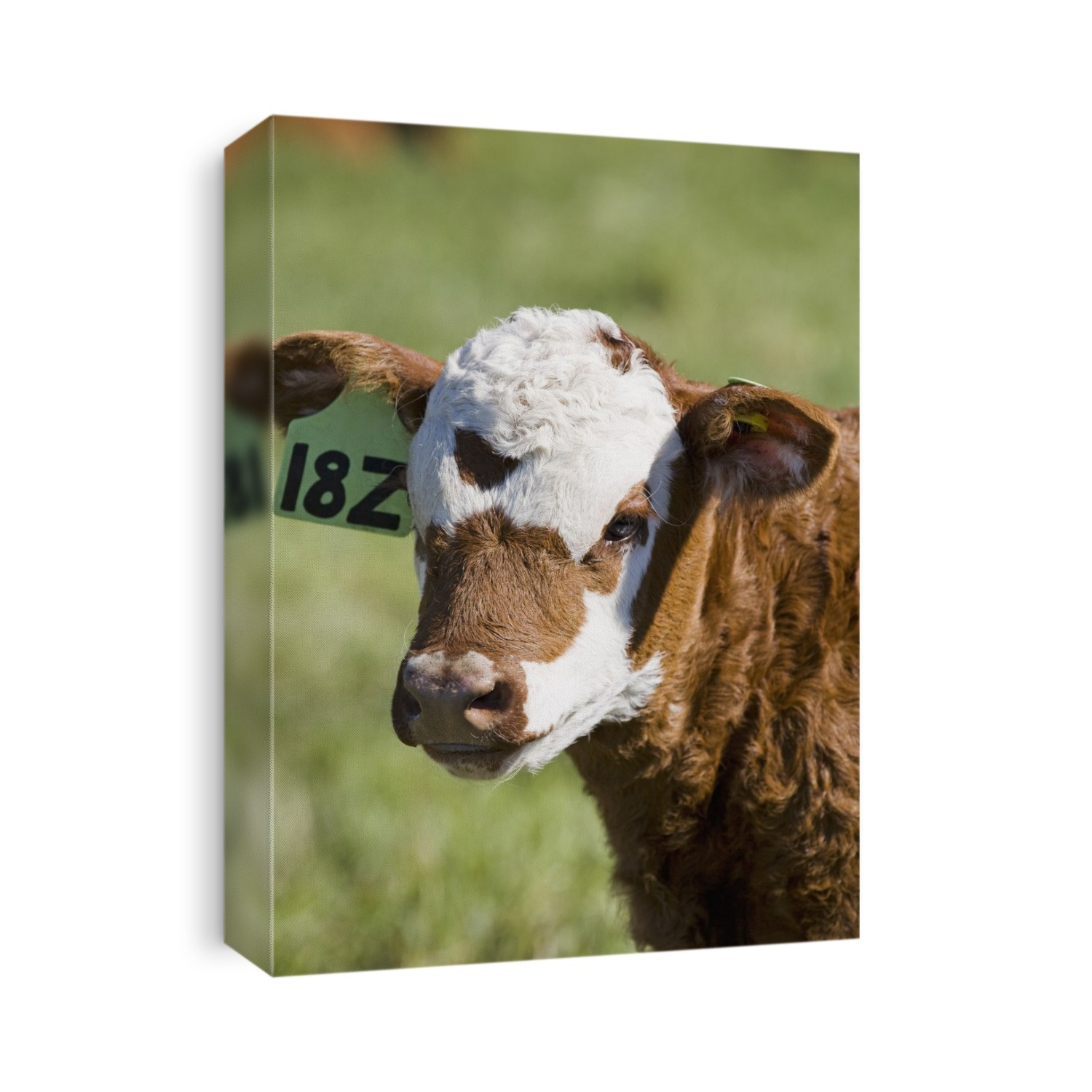 Close up of a baby calf's face in a field; Alberta canada
