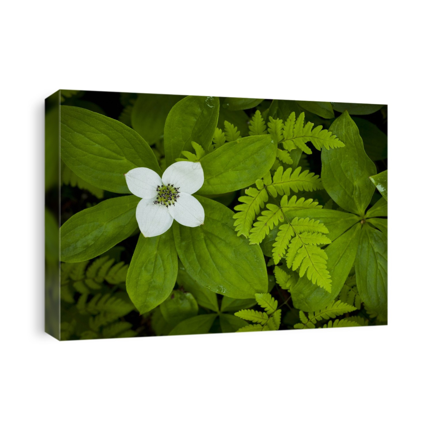 Close Up Of A Dwarf Dogwood Flower Mixed With Ferns, Turnagain Pass Area Of The Kenai Peninsula, Alaska