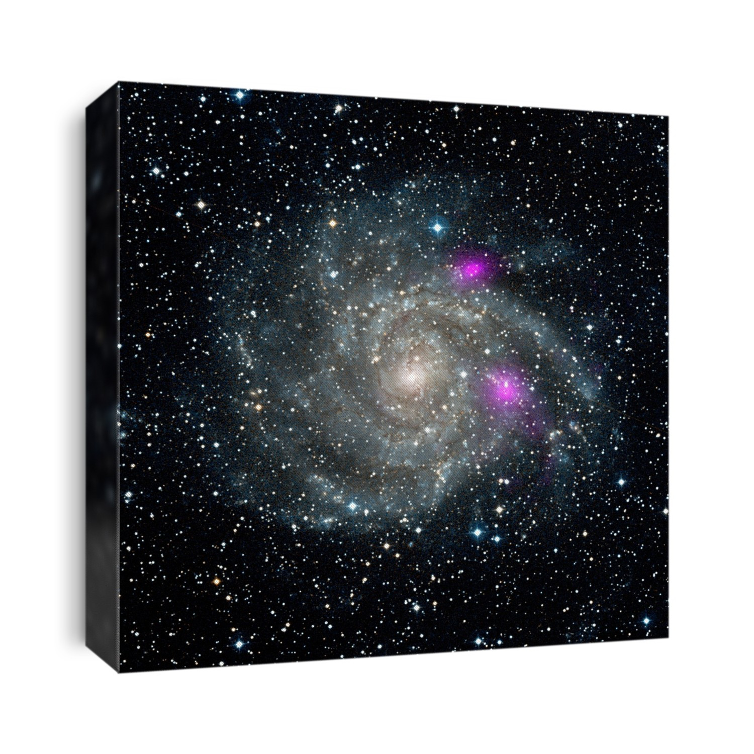 Spiral galaxy IC 342, NuSTAR X-ray image. This spiral galaxy, also known as Caldwell 5, is 7 million light years distant in the constellation of Camelopardalis. The high-energy X-ray data, from NASA's Nuclear Spectroscopic Telescope Array (NuSTAR) has been coloured pink and superimposed on a visible-light view. NuSTAR allows much higher resolution imaging. The two pink spots are black holes causing surrounding material to emit high-energy X-rays. The black holes appear much brighter than typical stellar-mass black holes. Visible-light data from the Digitized Sky Survey. The outer parts of the galaxy are not visible. Image published in 2013.