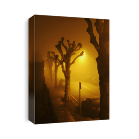 Mist & Fog