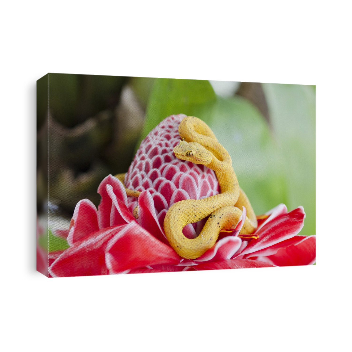 Eyelash viper (Bothriechis schlegelii) on a flower. This small venomous pitviper inhabits trees in forests in tropical areas of Central and South America. It can reach lengths of 75 centimetres. The scales over its eyes, which give it its name, are thought to aid in camouflage. It feeds on rodents, frogs, lizards and small birds, striking from an ambush site. Photographed in Costa Rica.
