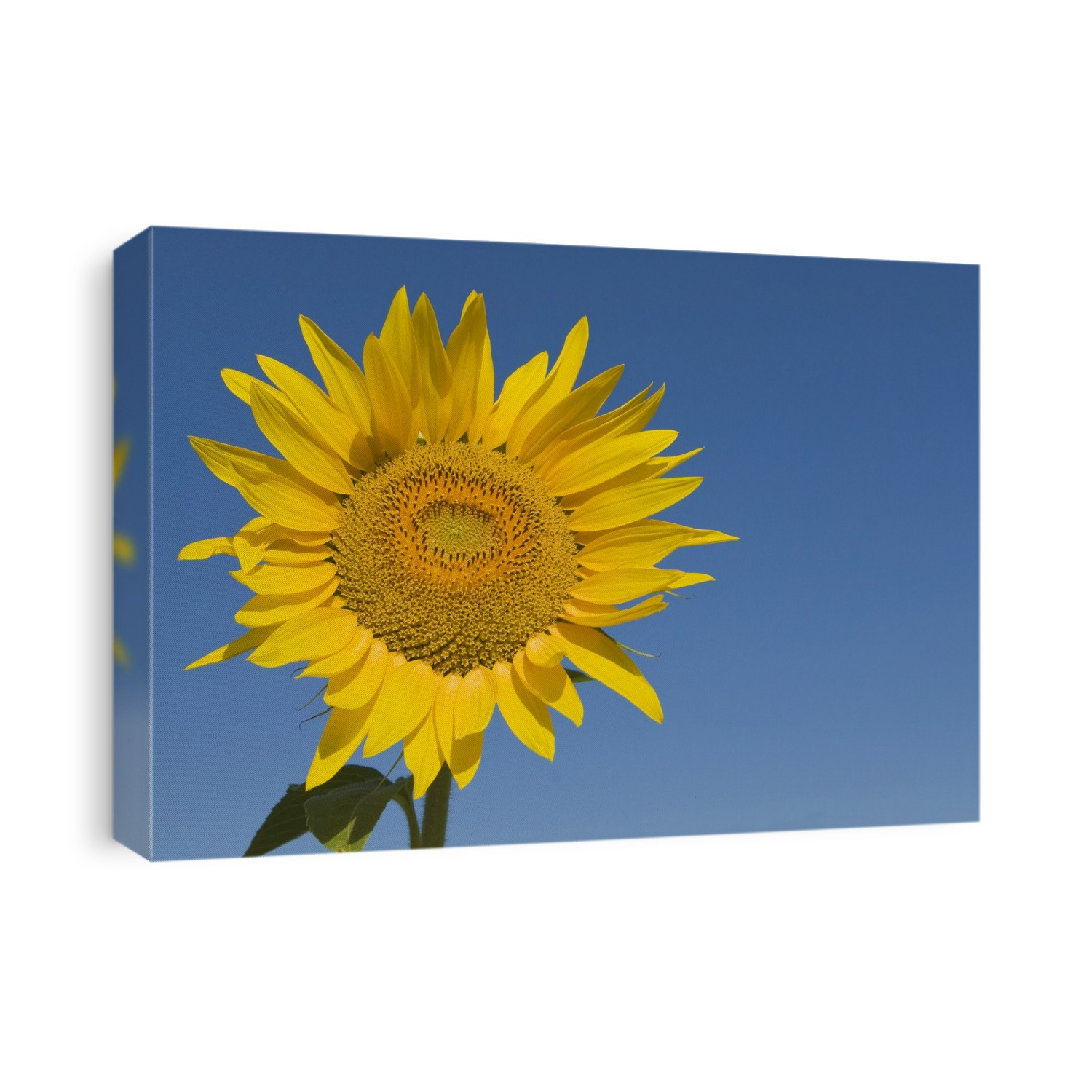 Sunflower, Helianthus Annuus