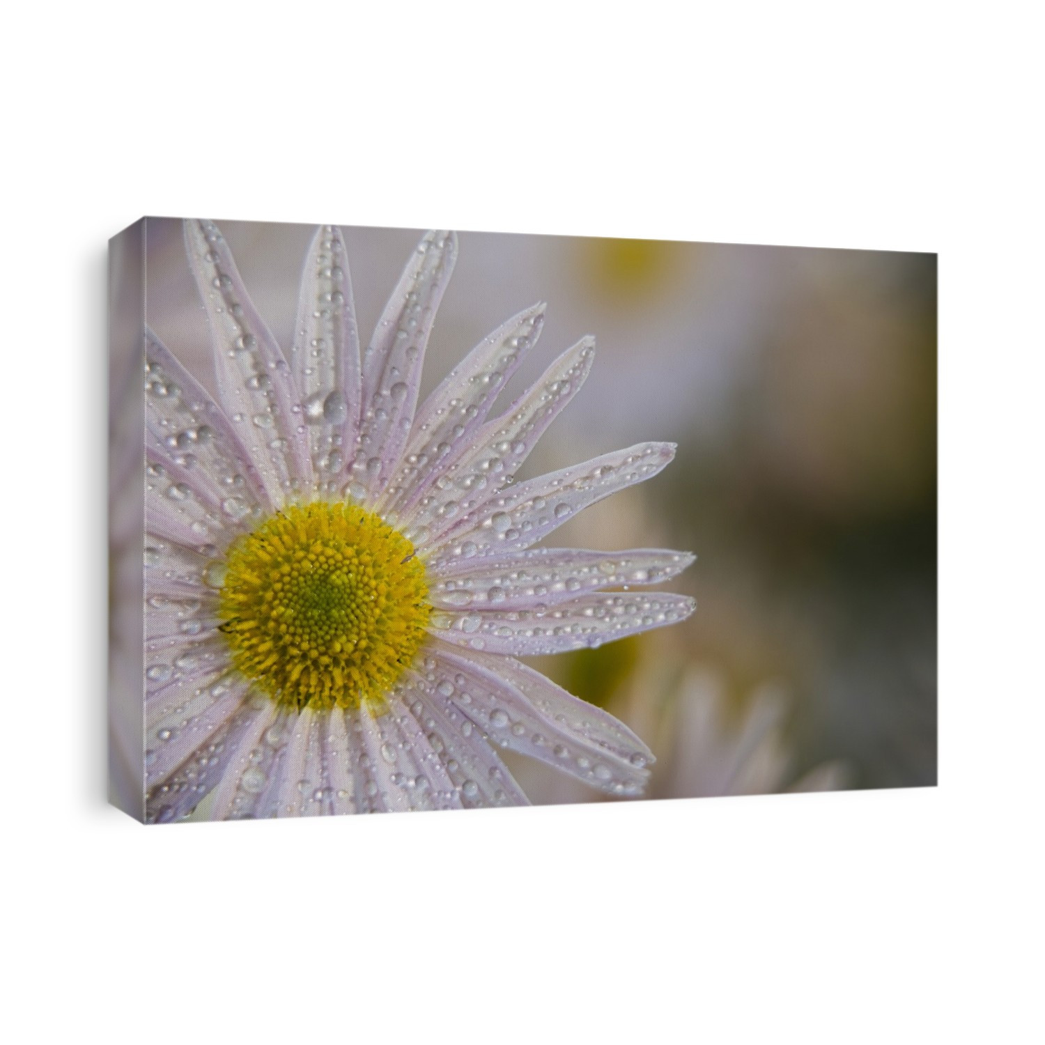 Korean Chrysanthemum (Asteraceae), New York Botanical Garden; New York City, New York, United States Of America