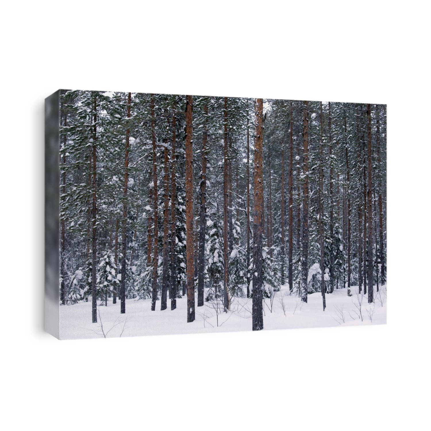 Pine forest in snow. Dense forest of pine trees and bushes with recent heavy snowfall. Photographed in Finland.