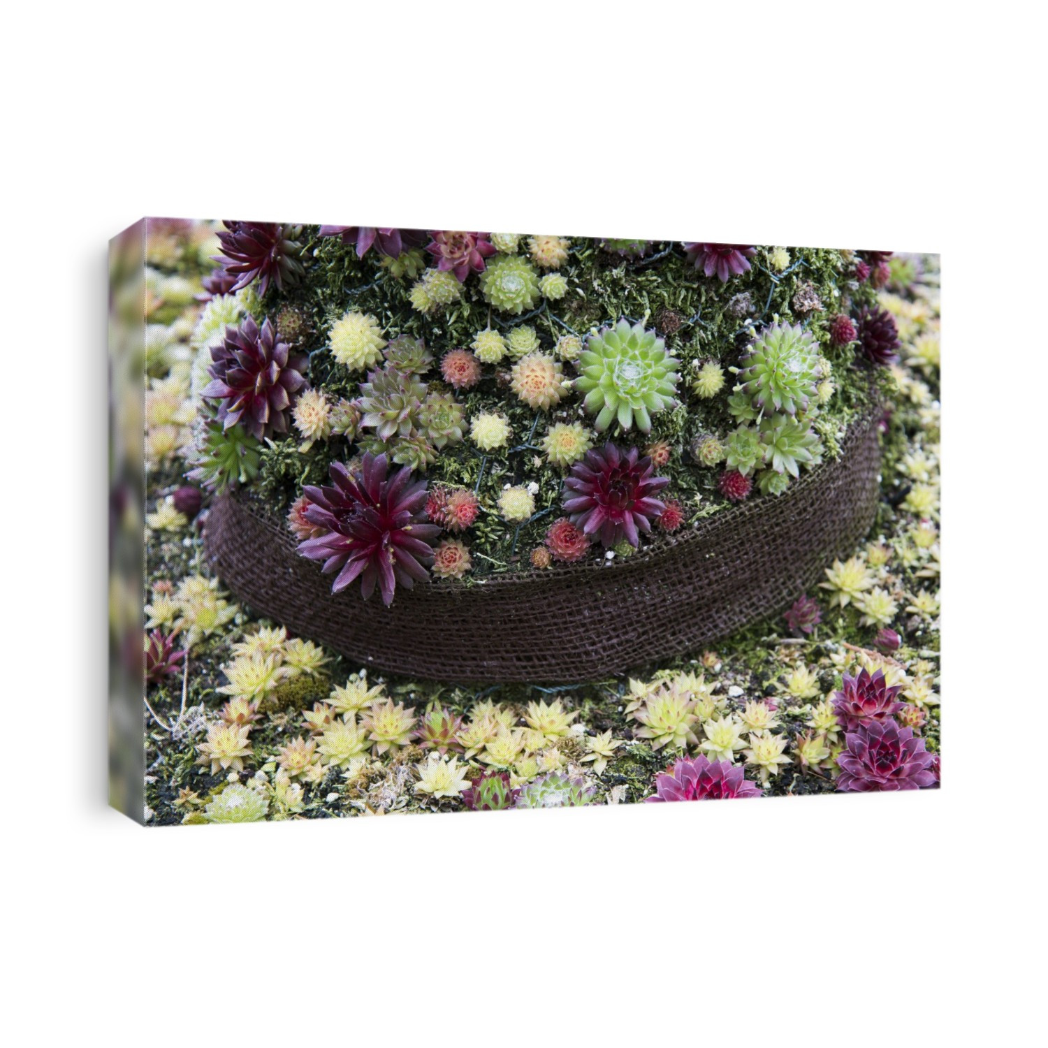 Houseleeks (Sempervivum sp.) growing in compact, carpet style bedding.