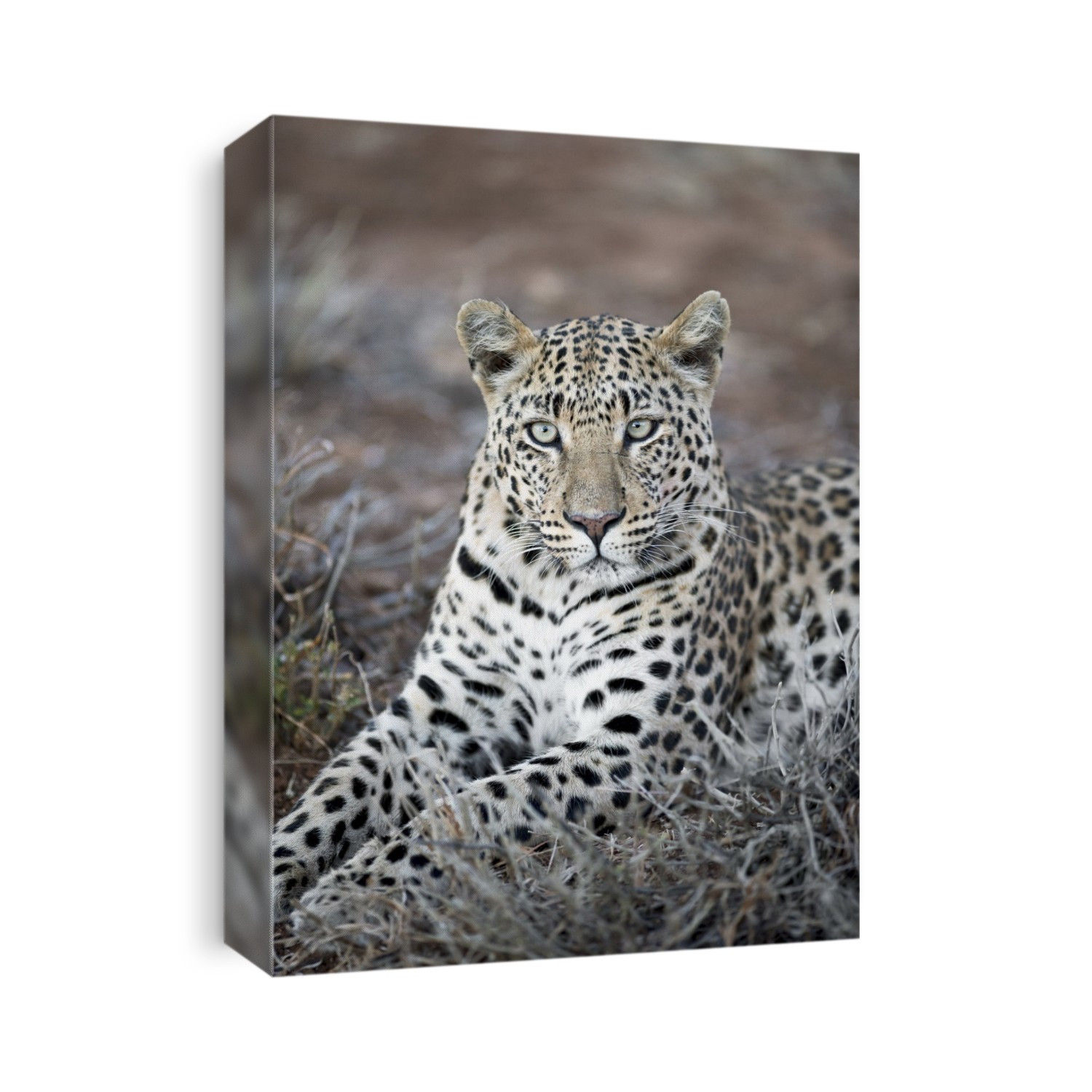 A young Leopard (panthera pardus) photographed at Okinjima Lodge in Namibia, Southern Africa.