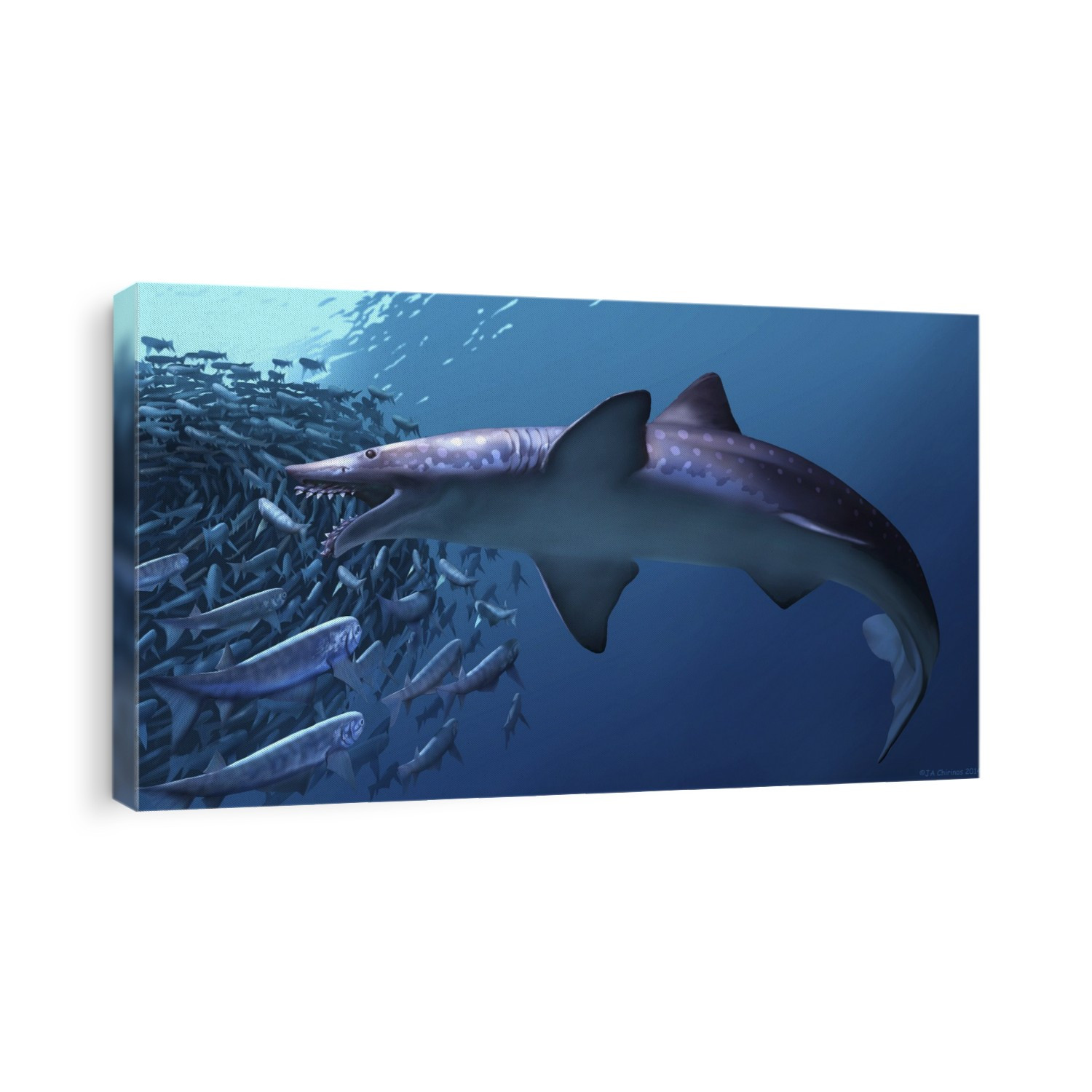 Edestus giganteus shark, preying on fish, artwork. This species of prehistoric shark existed during the late Carboniferous period (306-299 million years ago). Based on fossilised jaw bones, Edestus was thought to measure six metres long. Its jaw consisted of teeth that continually grew from the back, pushing the older teeth forward. This resulted in giving the shark jaws the appearance of serrated scissors, hence its common name of 'scissor toothed shark.' It is not known what the shark ate or how it used its unusual jaws.
