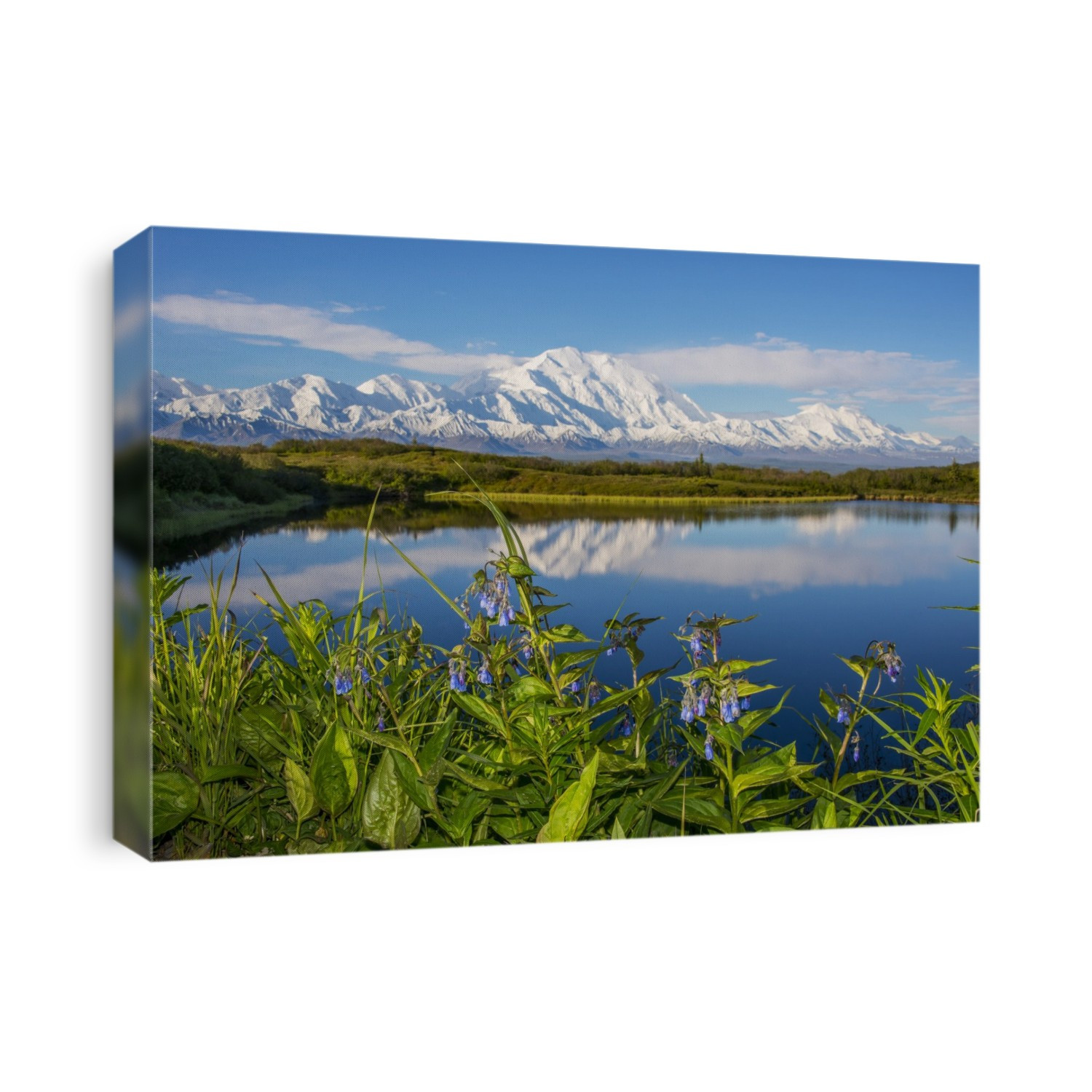 Scenic View Of Mt. Mckinley Reflecting In A Reflection Pond With Bluebells In The Foreground, Denali National Park, Interior Alaska, Spring