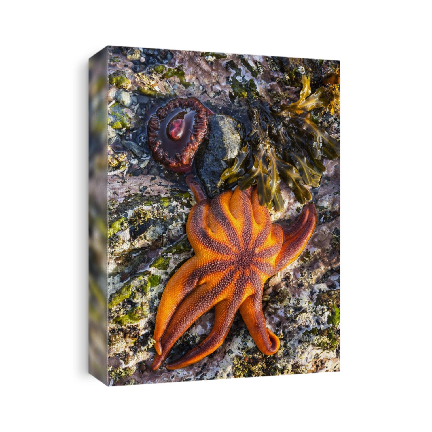 Detail View Of Sea Stars And Anemones In A Tidal Pool, Hesketh Island, Homer, Southcentral Alaska, USA