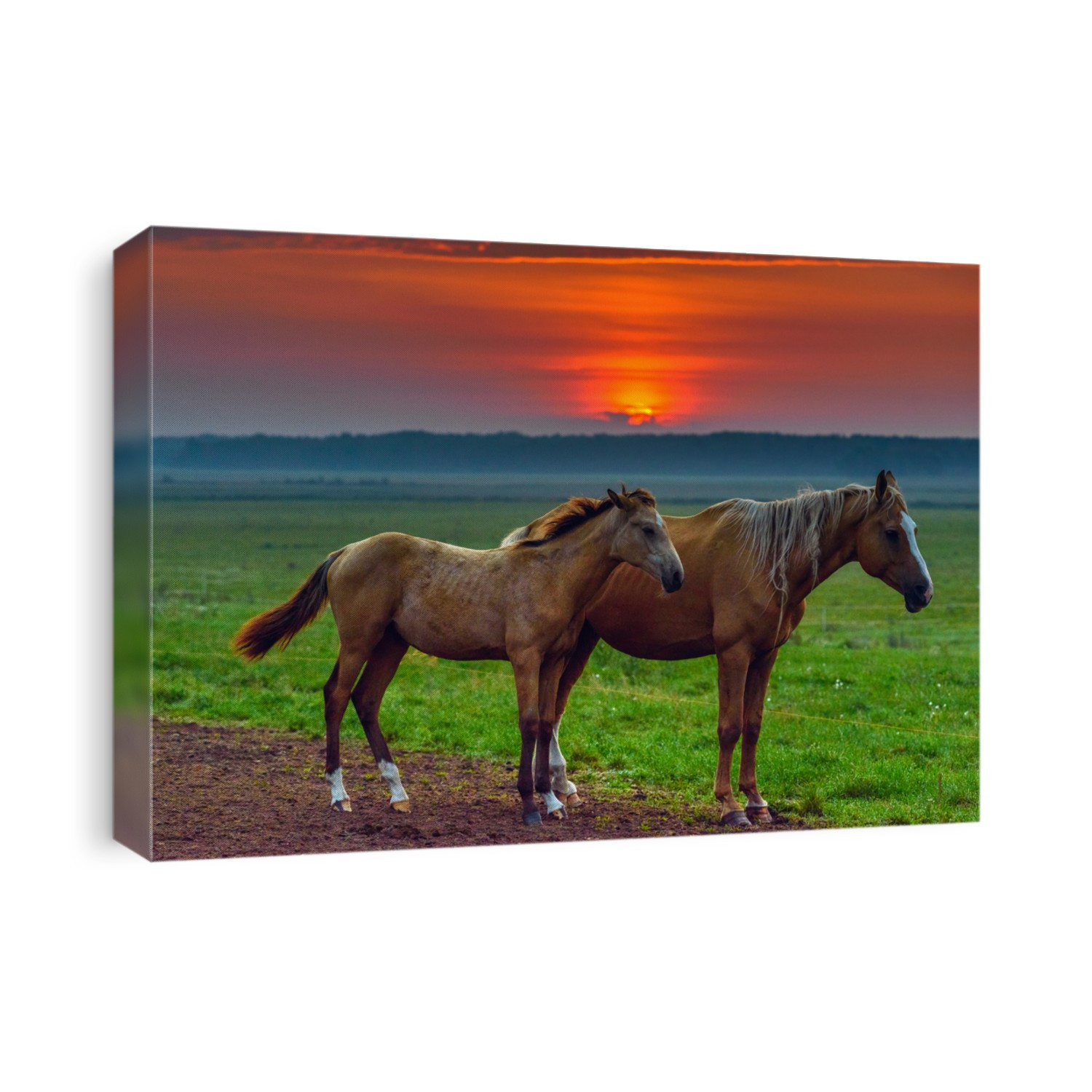 beautiful horses in a meadow at sunset 