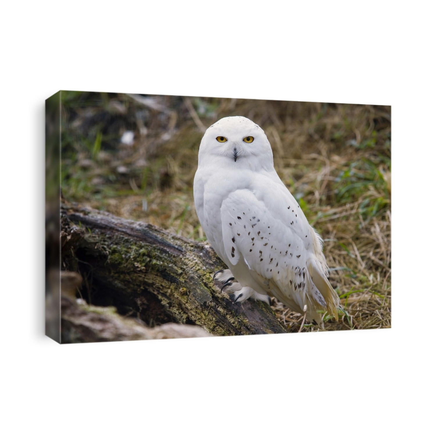 Snowy Owl, Arctic Owl or Great White Owl (Bubo scandiacus). Santillana del Mar Zoo. Cantabria, Spain.