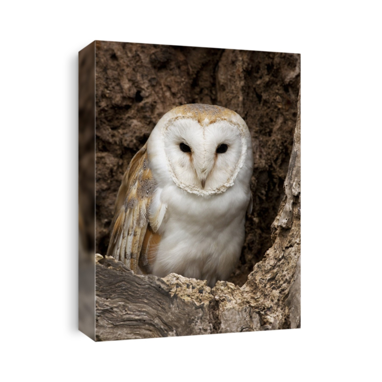 Barn Owl (Tyto alba) roosting in a dead tree in North Yorkshire, UK.