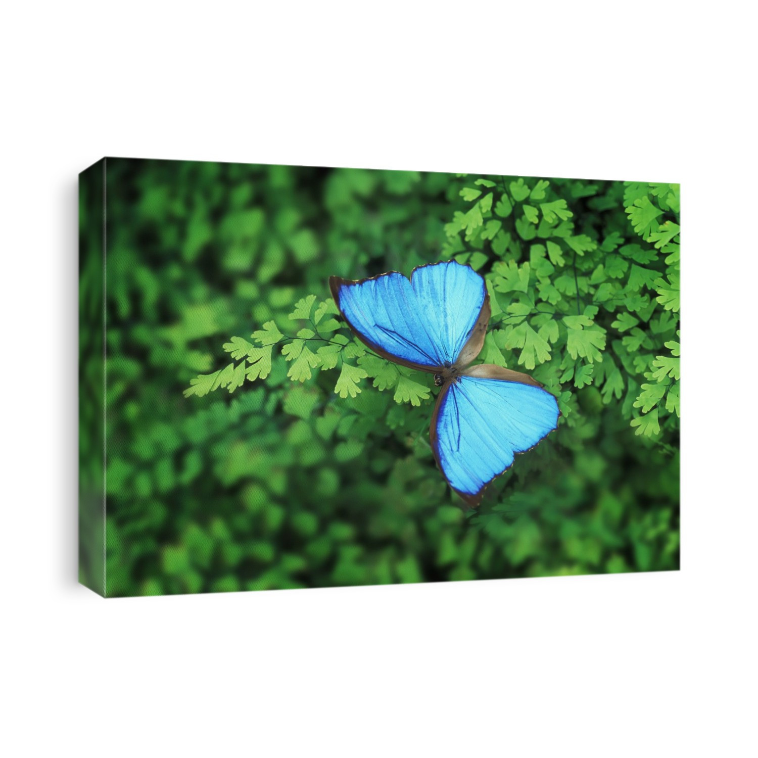 A Blue Butterfly Resting On A Green Plant