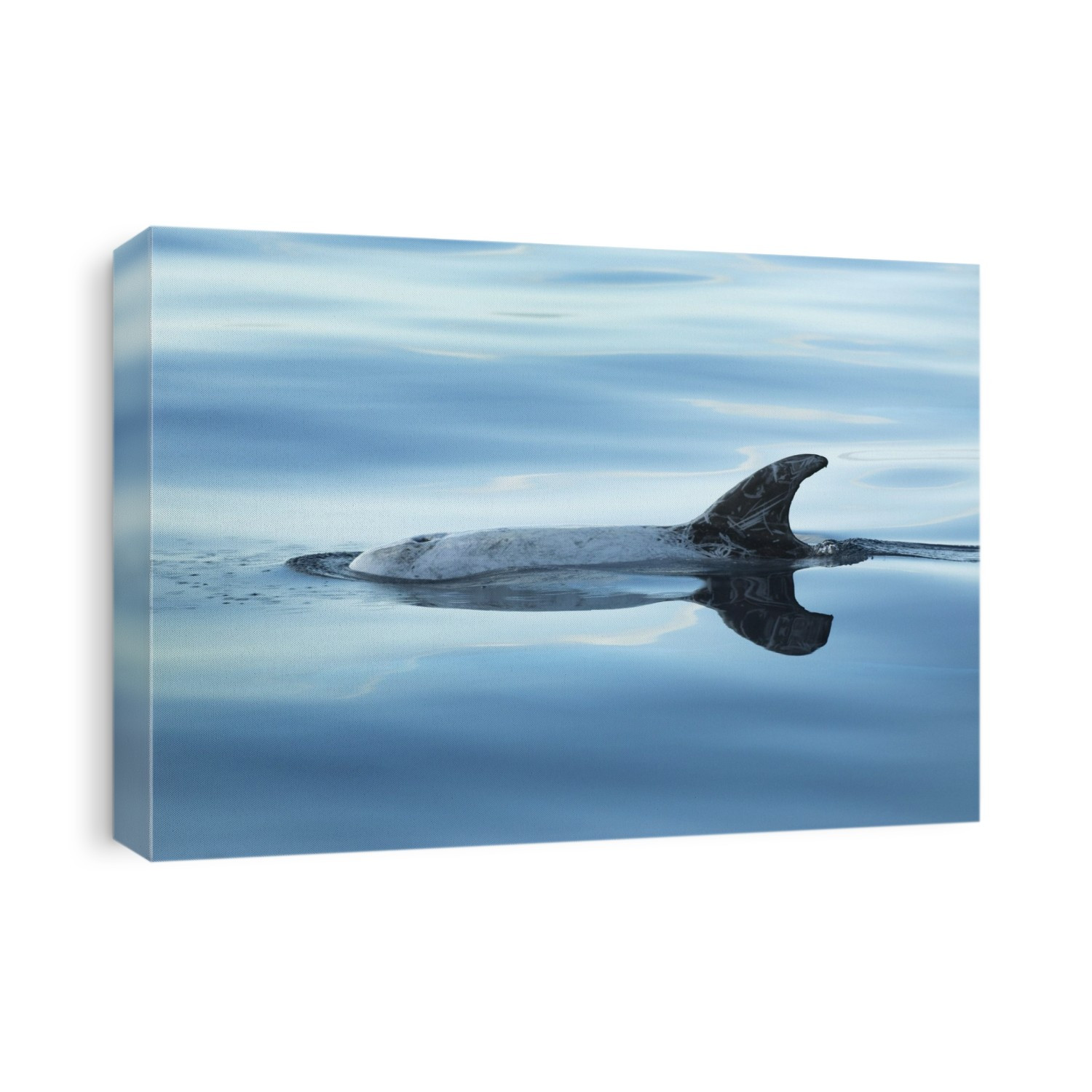 Risso's dolphin (Grampus griseus) at the surface. This dolphin is named after the Italian-French naturalist Antoine Risso (1777-1845), whose description of it was used by Cuvier in 1812. It has characteristic markings (seen here), a pale colour, and a vertical notch on its forehead. It is found worldwide and can reach 3 metres in length, feeding mainly on squid.. Photographed off the Azores, a group of islands in the northern Atlantic Ocean.