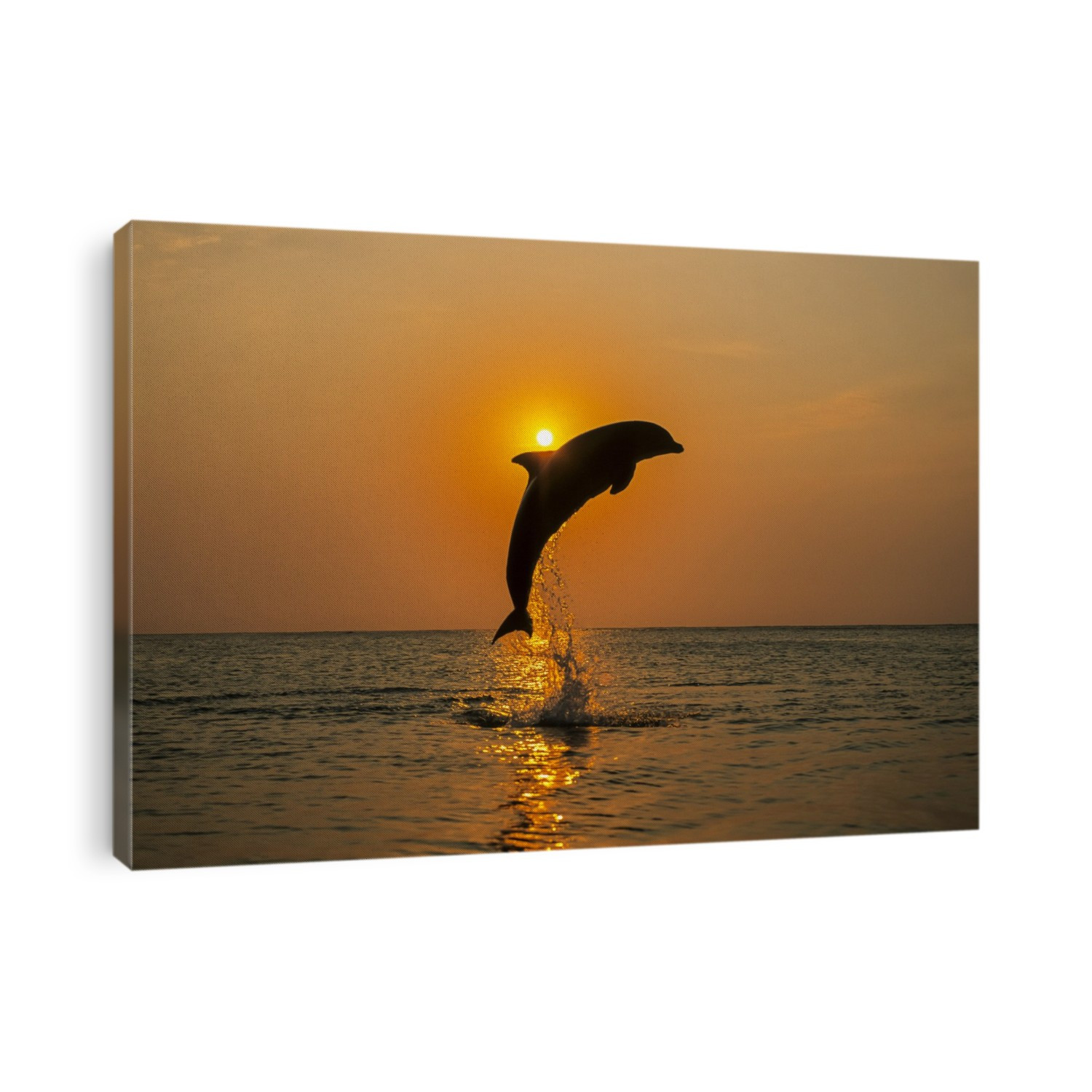 A Bottlenose Dolphin (Tursiops truncatus) jumps out of the water at sunset; Roatan, Honduras