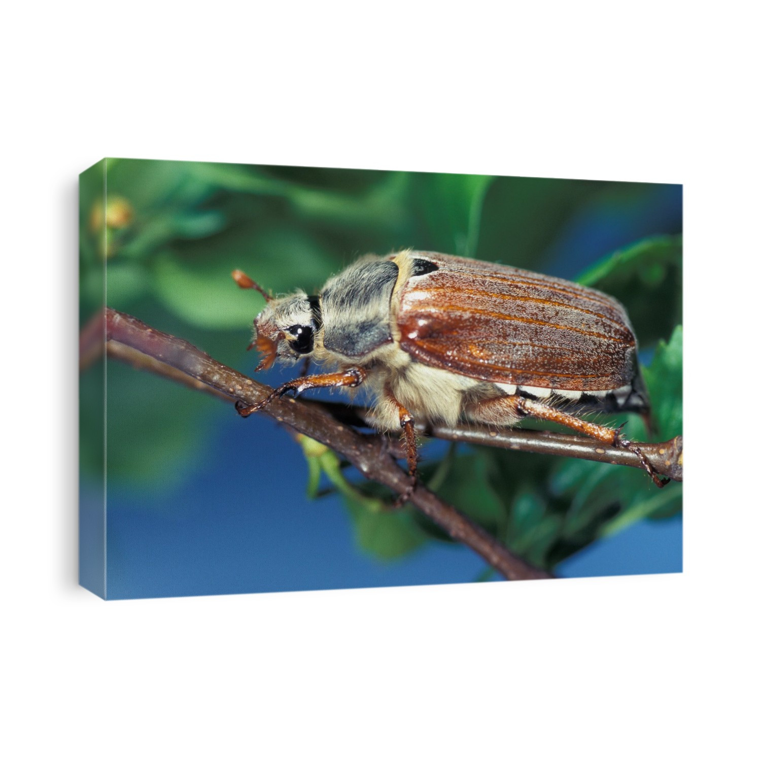 Common cockchafer (Melontha melontha). Melontha beetles are large brown insects noted for their noisy, clumsy, buzzing flight on early summer evenings. They live for a few months and damage trees by feeding on leaves and flowers. The larvae, large white grubs, live underground and can take 3 years to mature.