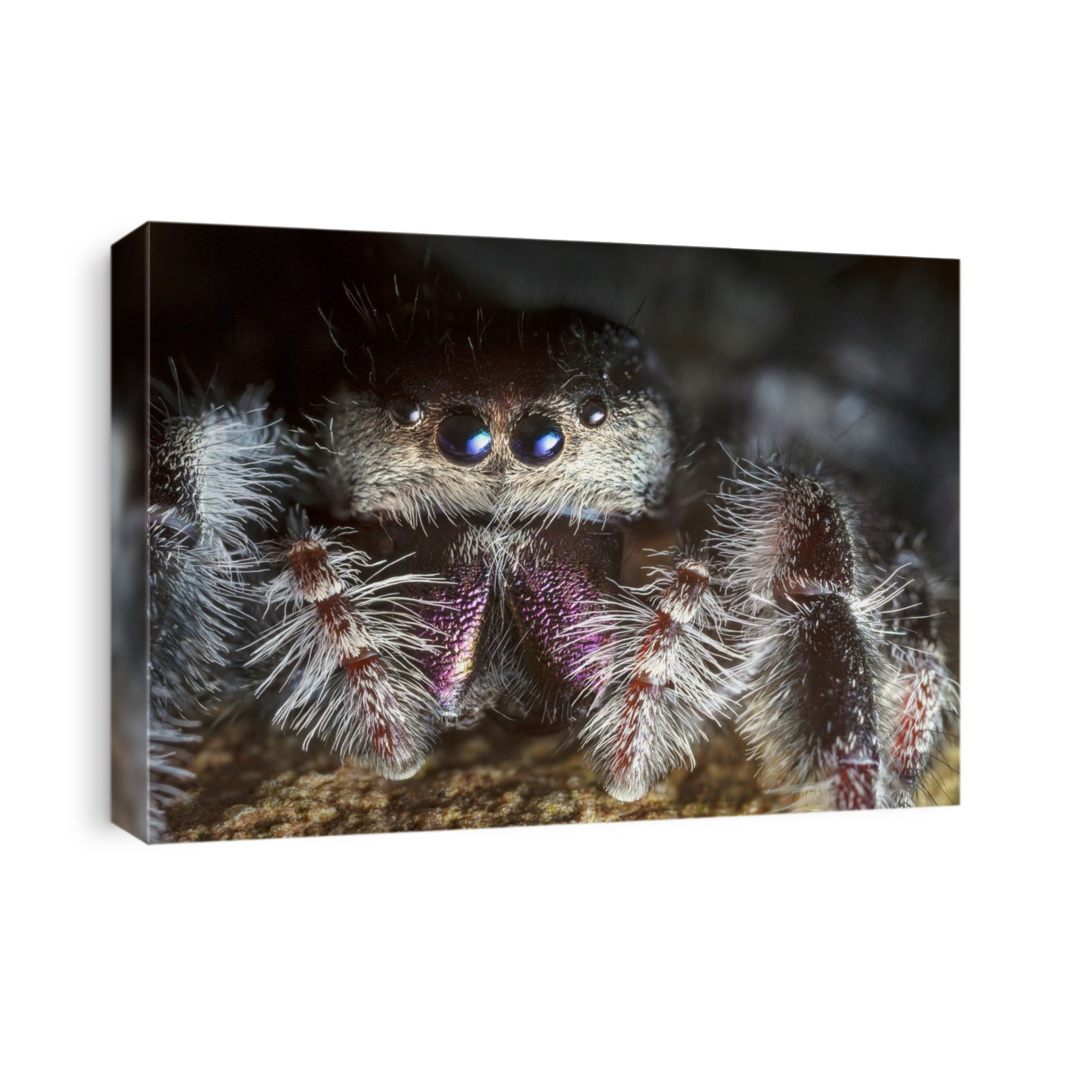 Female regal jumping spider (Phidippus regius).