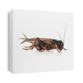 Cricket