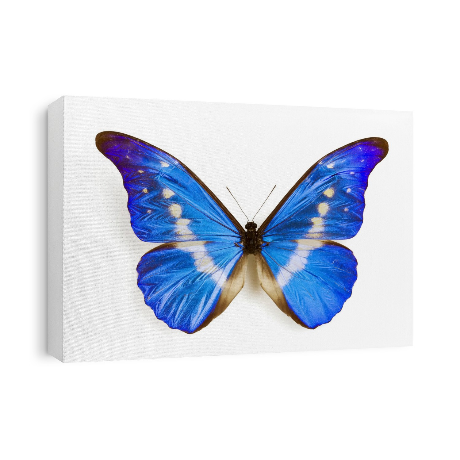 Male rhetenor blue morpho (Morpho rhetenor helena) butterfly with its wings spread. This species is native to Guyana.