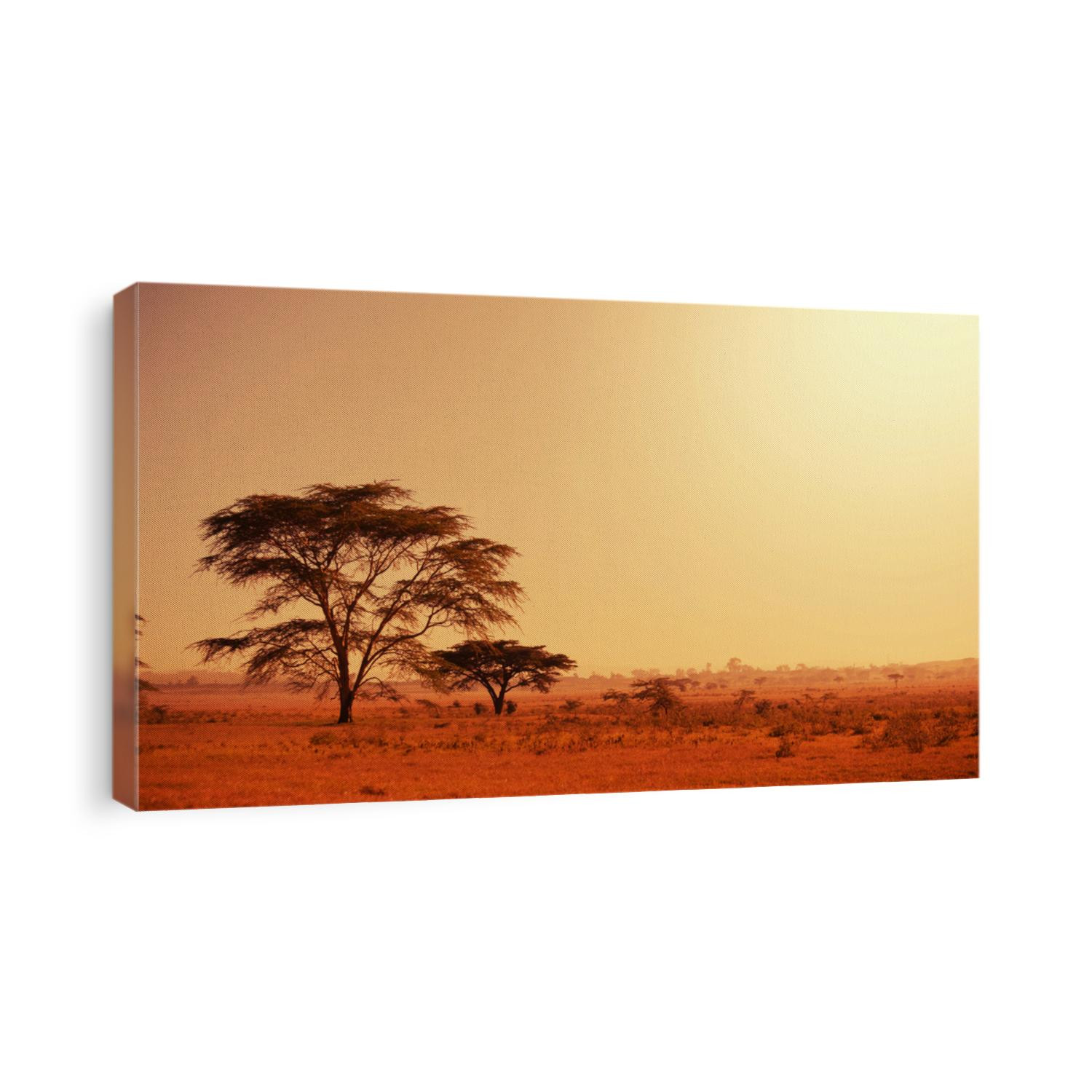 Quiver tree in Namibia, Africa