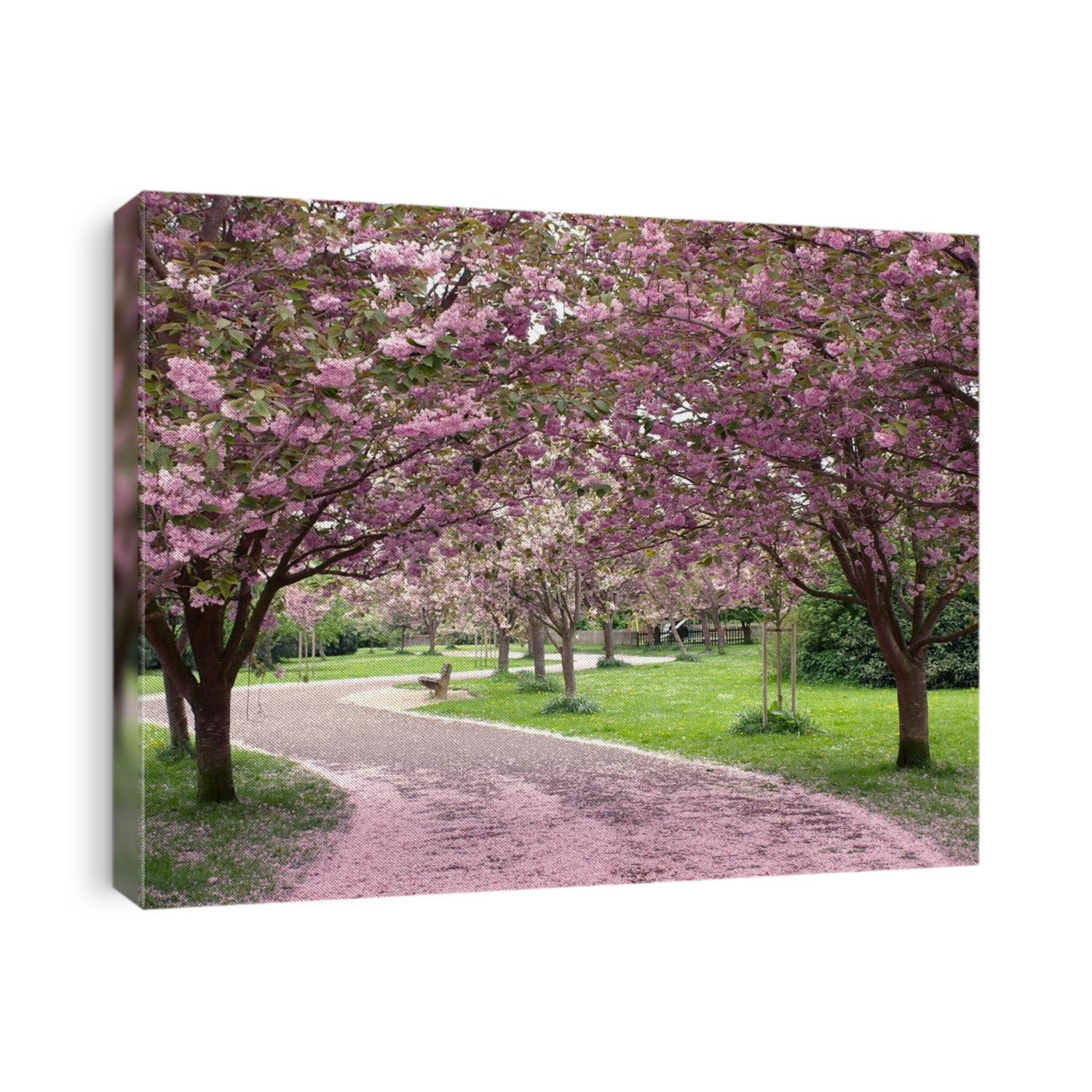 Cherry Blossom in Spring