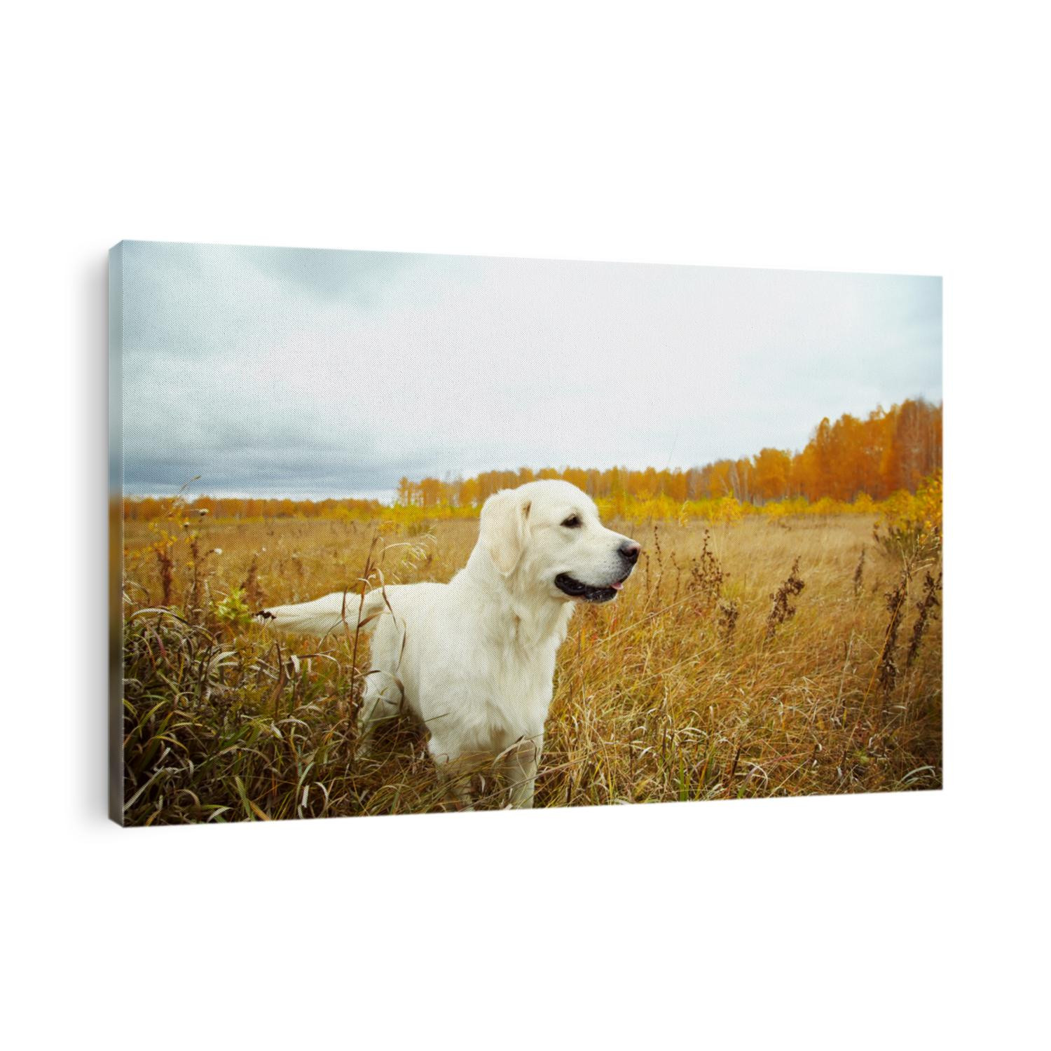 Young golden retriever for a walk in nature. Dog breed labrador outdoors.