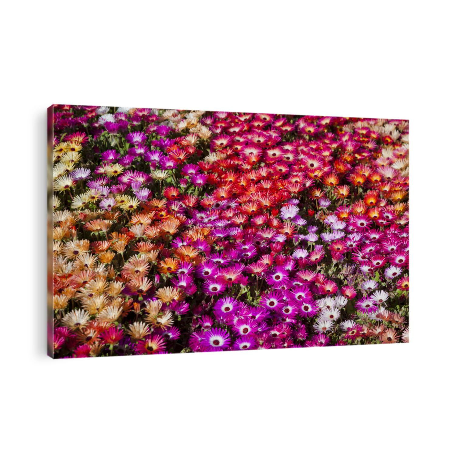 A bed of Livingstone Daisies in Toowoomba Carnival of Flowers, Queensland, Australia. Full frame floral background.
