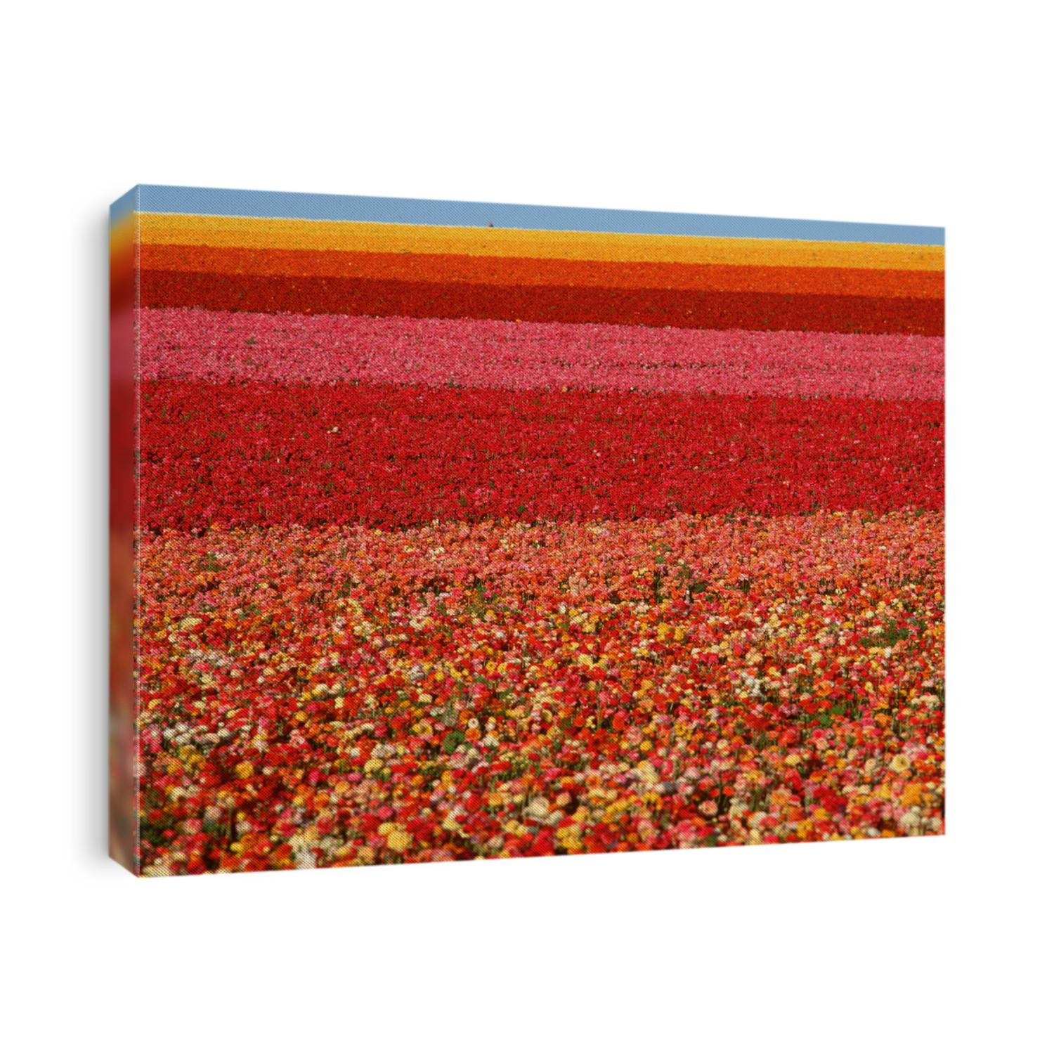 Field of Ranunculus flowers at Carlsbad Ranch in San Diego, California
