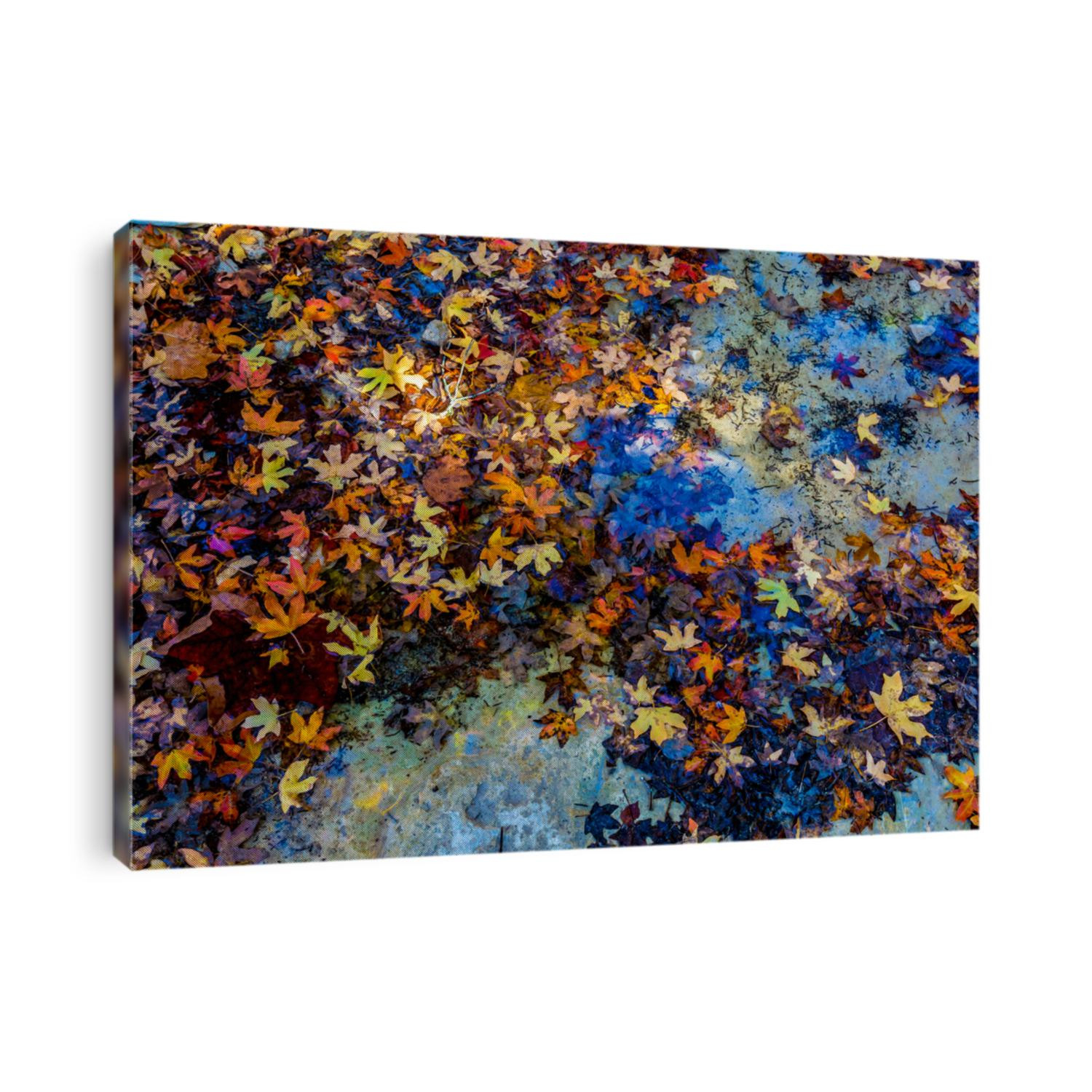 Bright Beautiful Fall Foliage Floating in a Clear Creek from Stunning Maple Trees in Lost Maples State Park, Texas.