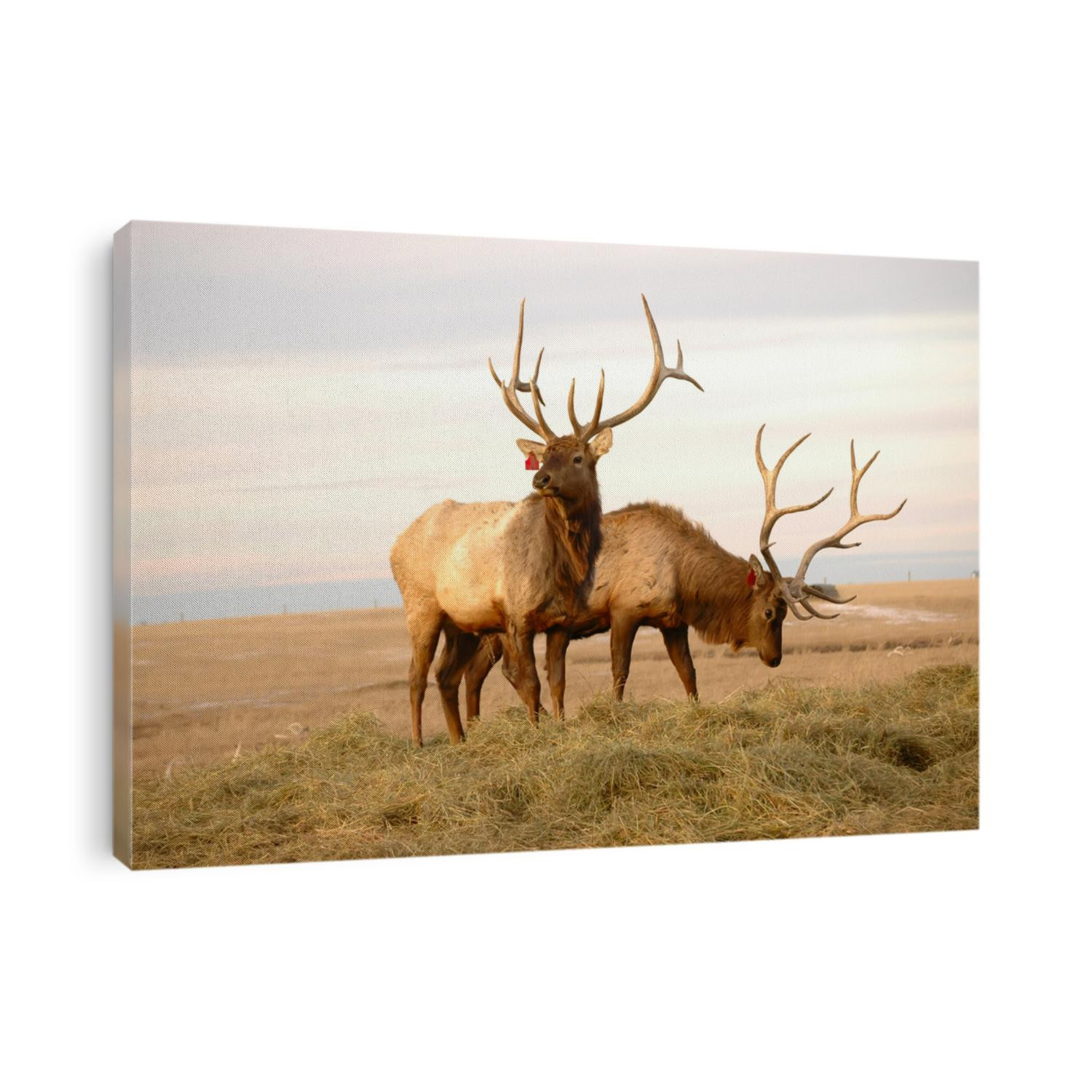 Two Elk