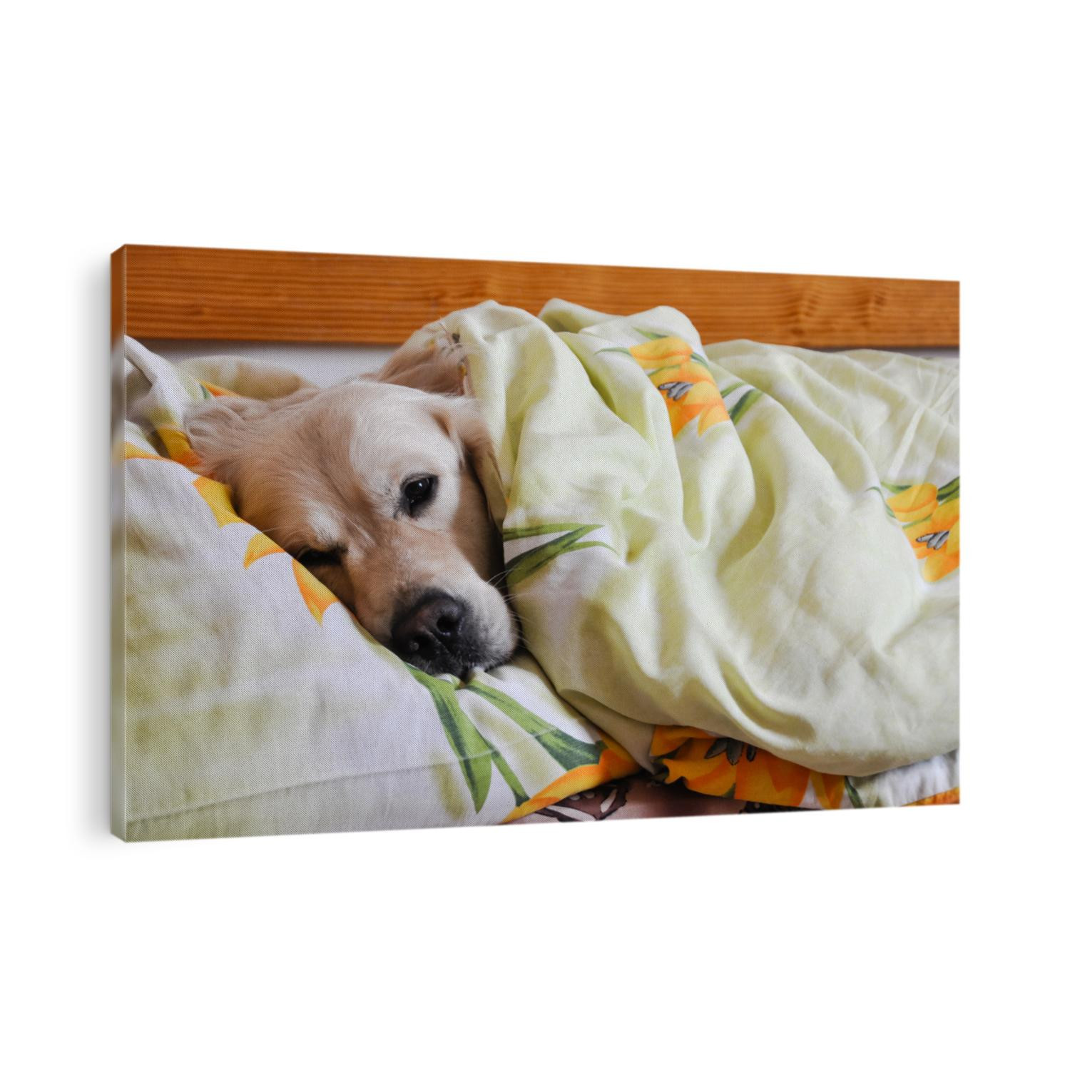 dog sleeps under the blanket