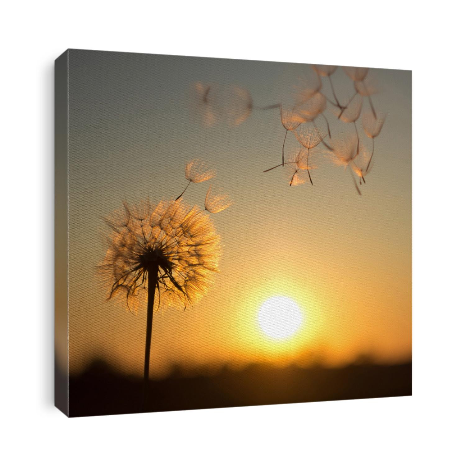 Dandelion against the backdrop of the setting sun. Lightness concept.