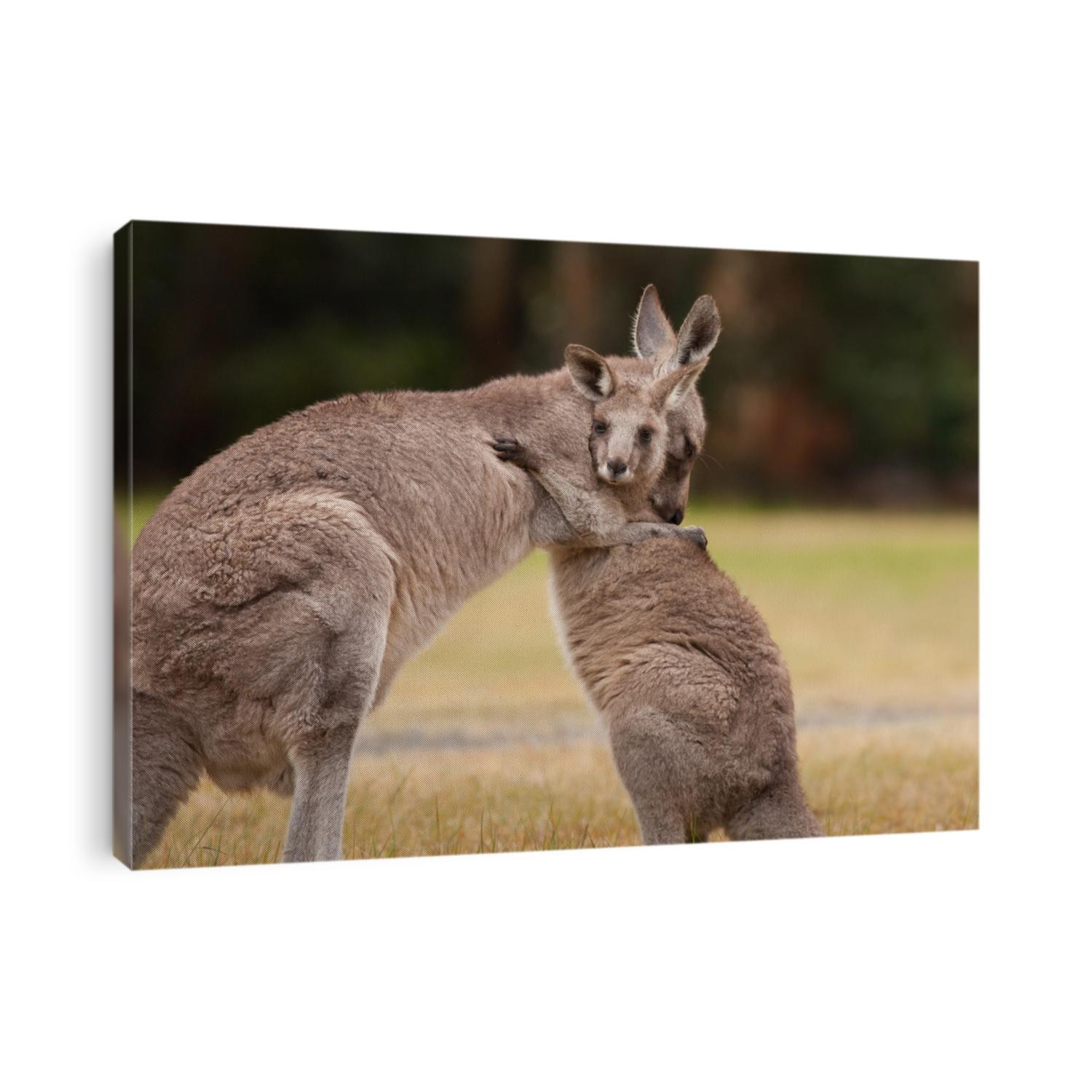 Mother and Baby Kangaroo Hug