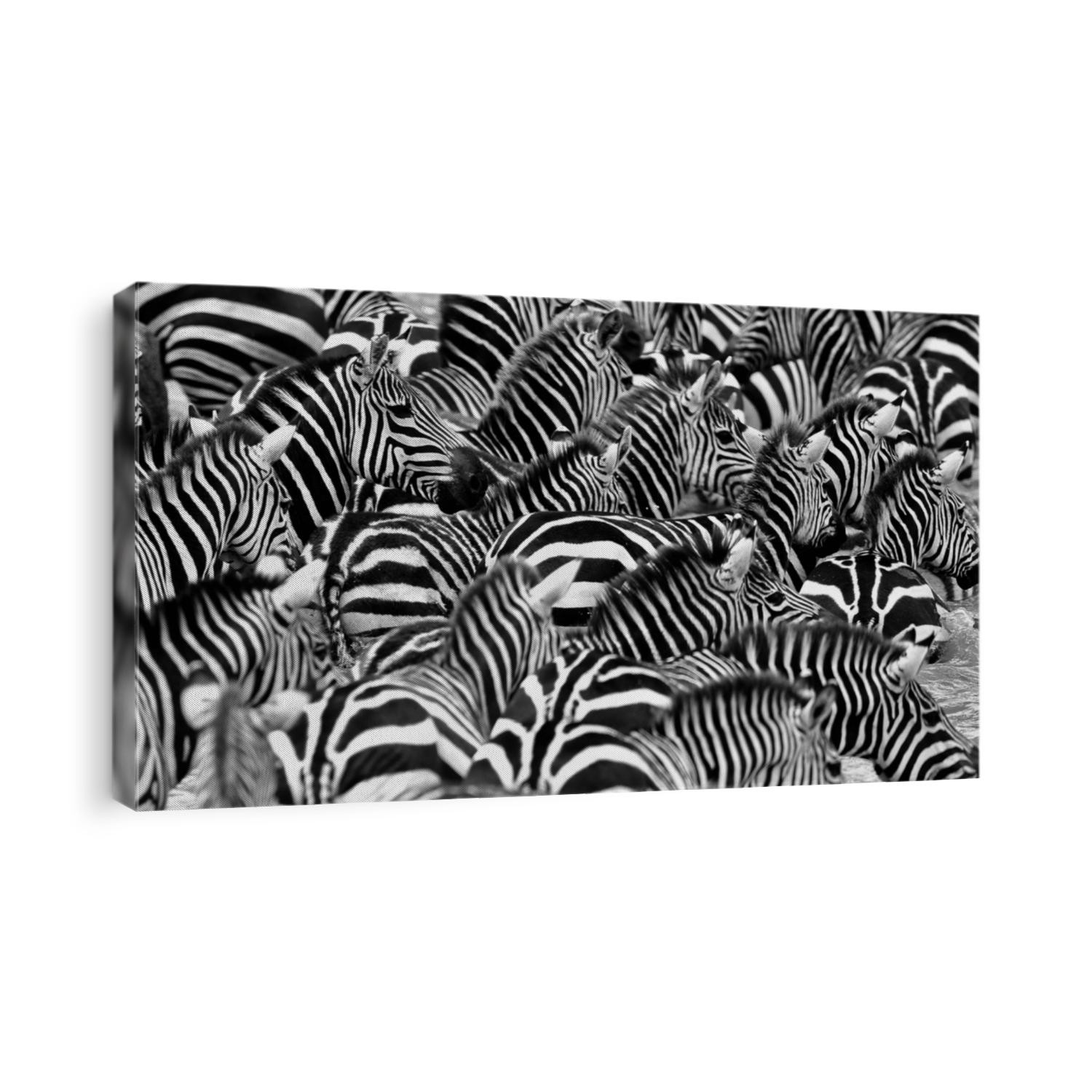 Zebras in the big herd during the great migration in masai mara, wild africa, african wildlife, animals in their nature habitat