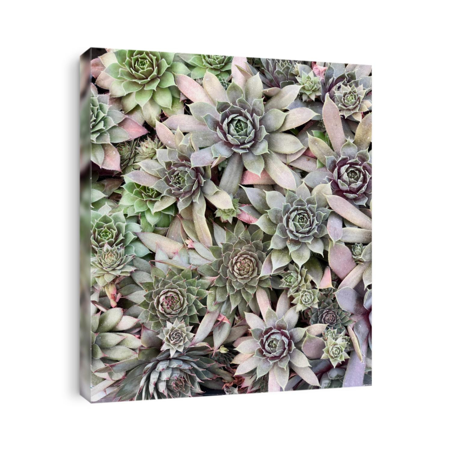 Top view of sempervivum houseleek - aka Hardy hens and chicks succulent plant