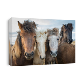 Horses
