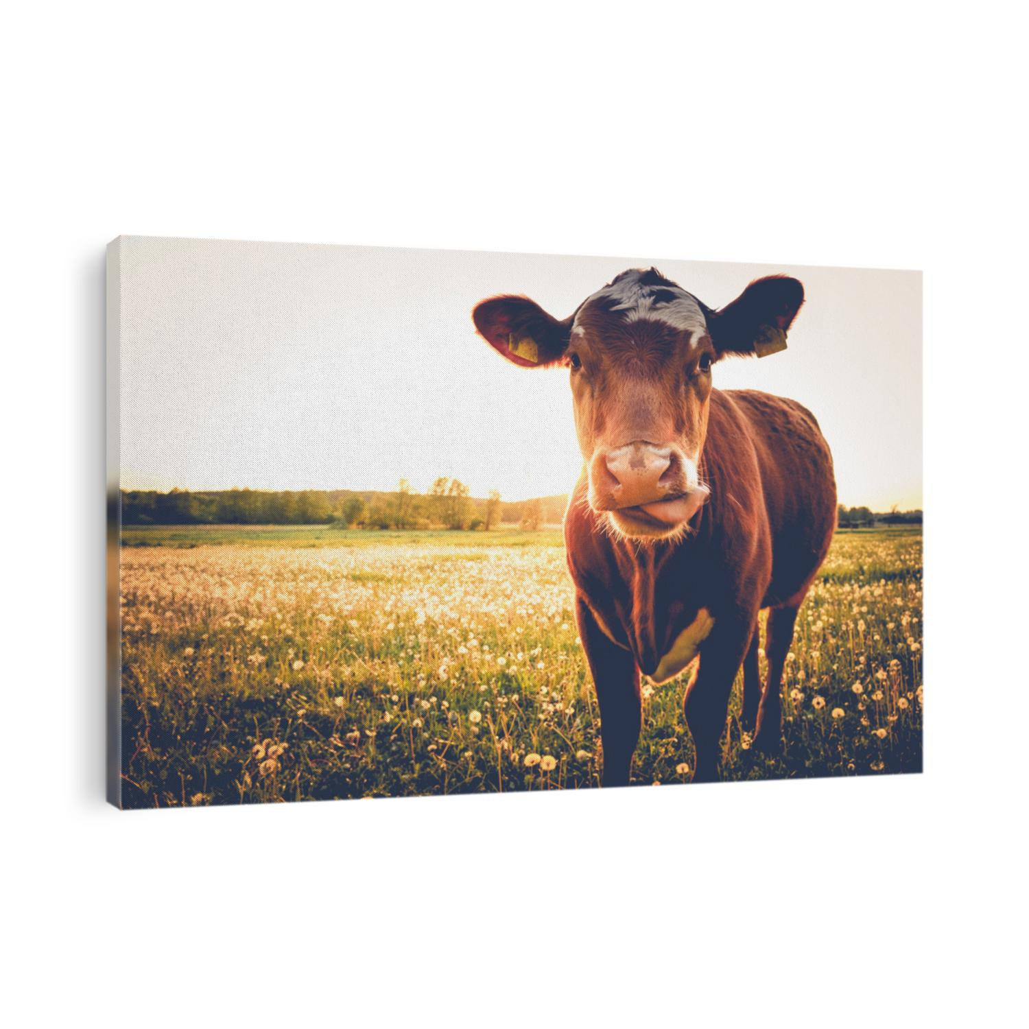 Happy single cow on a meadow during sunset in summer