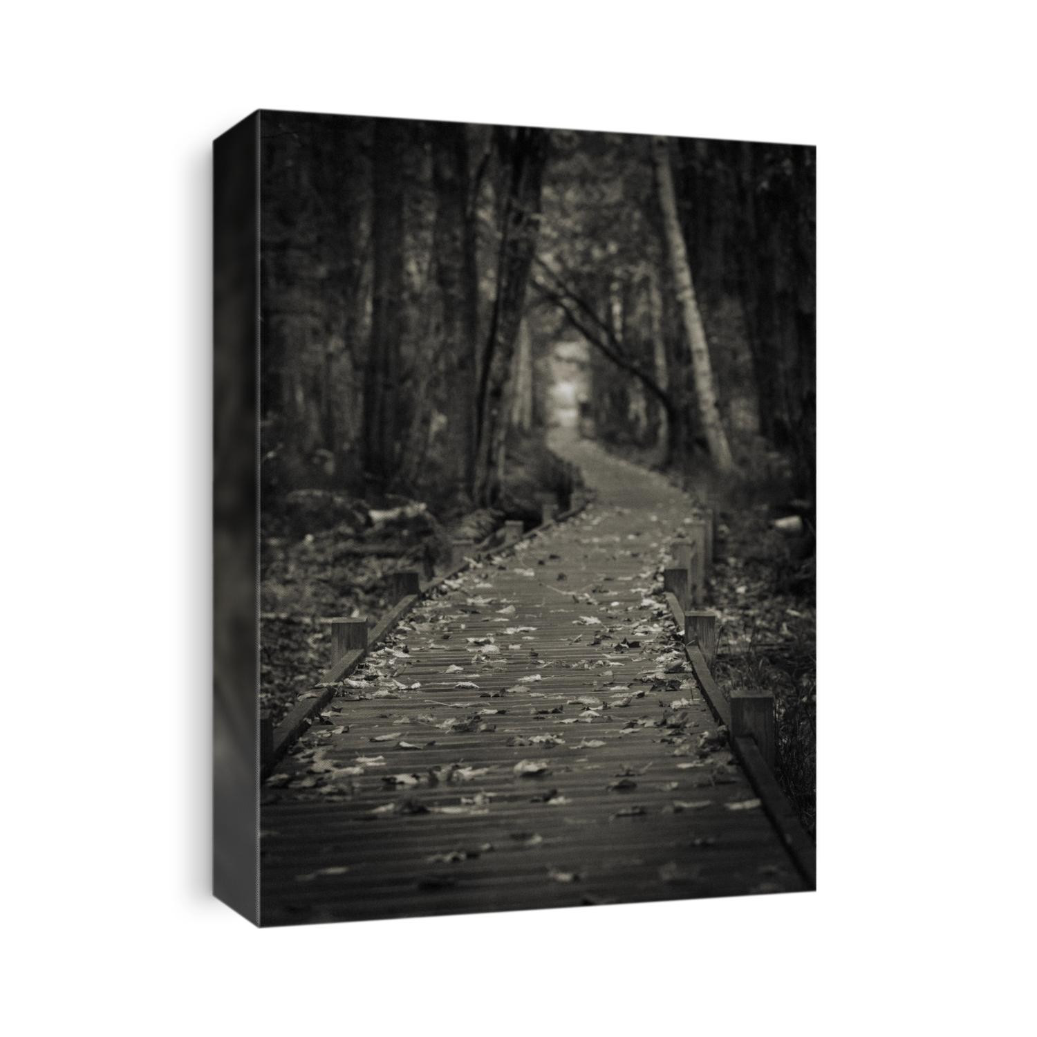 The Wild Gardens of Acadia national Park in Maine