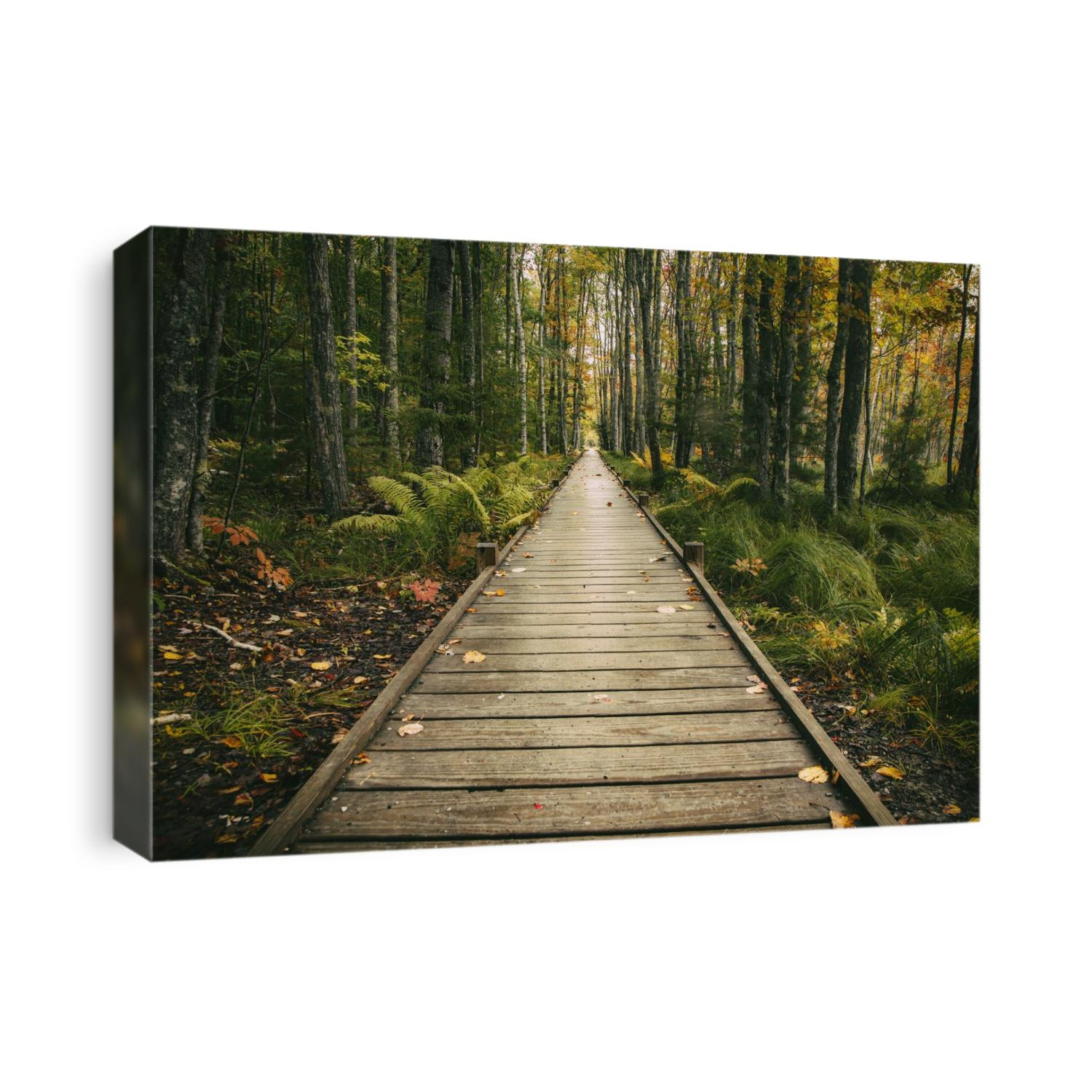 The Wild Gardens of Acadia National Park in Maine