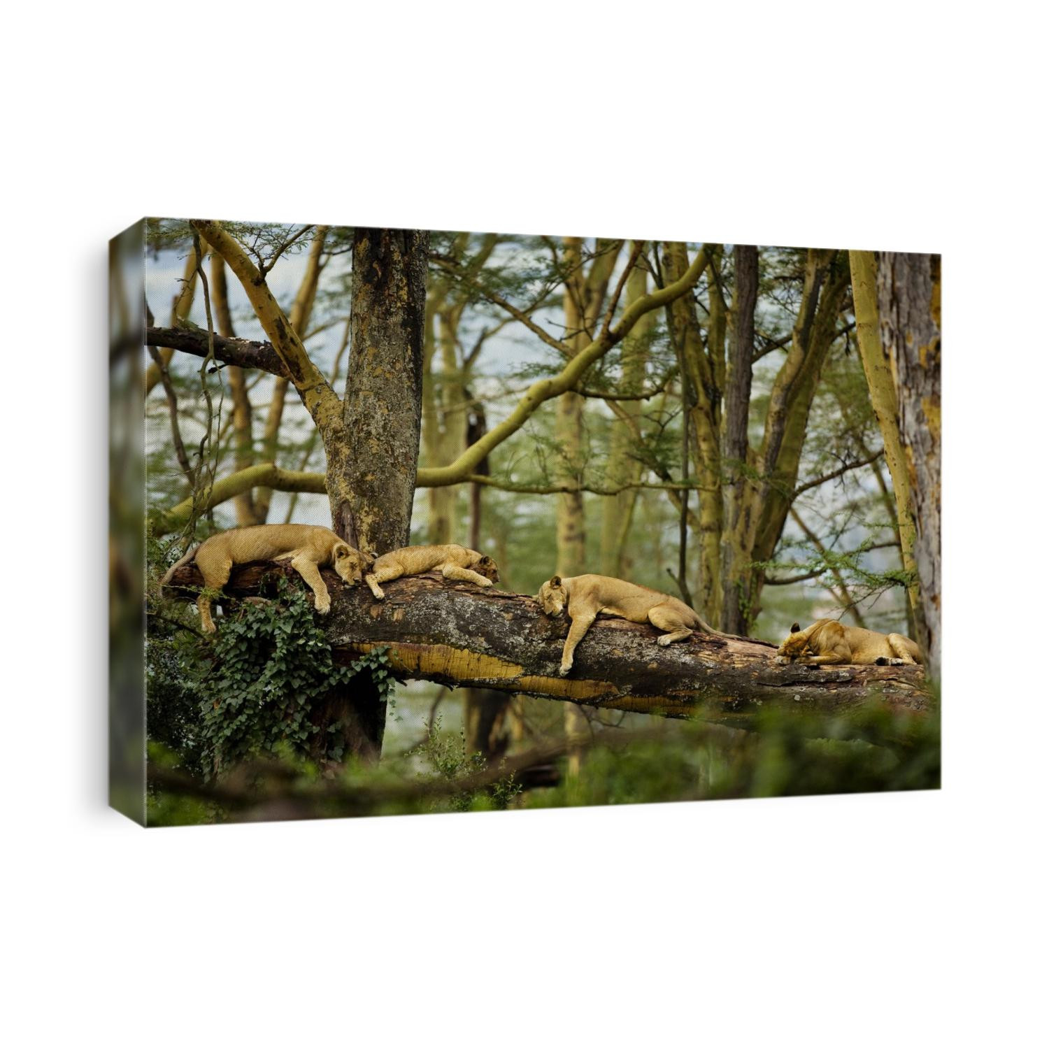 African lions sleeping in the forest