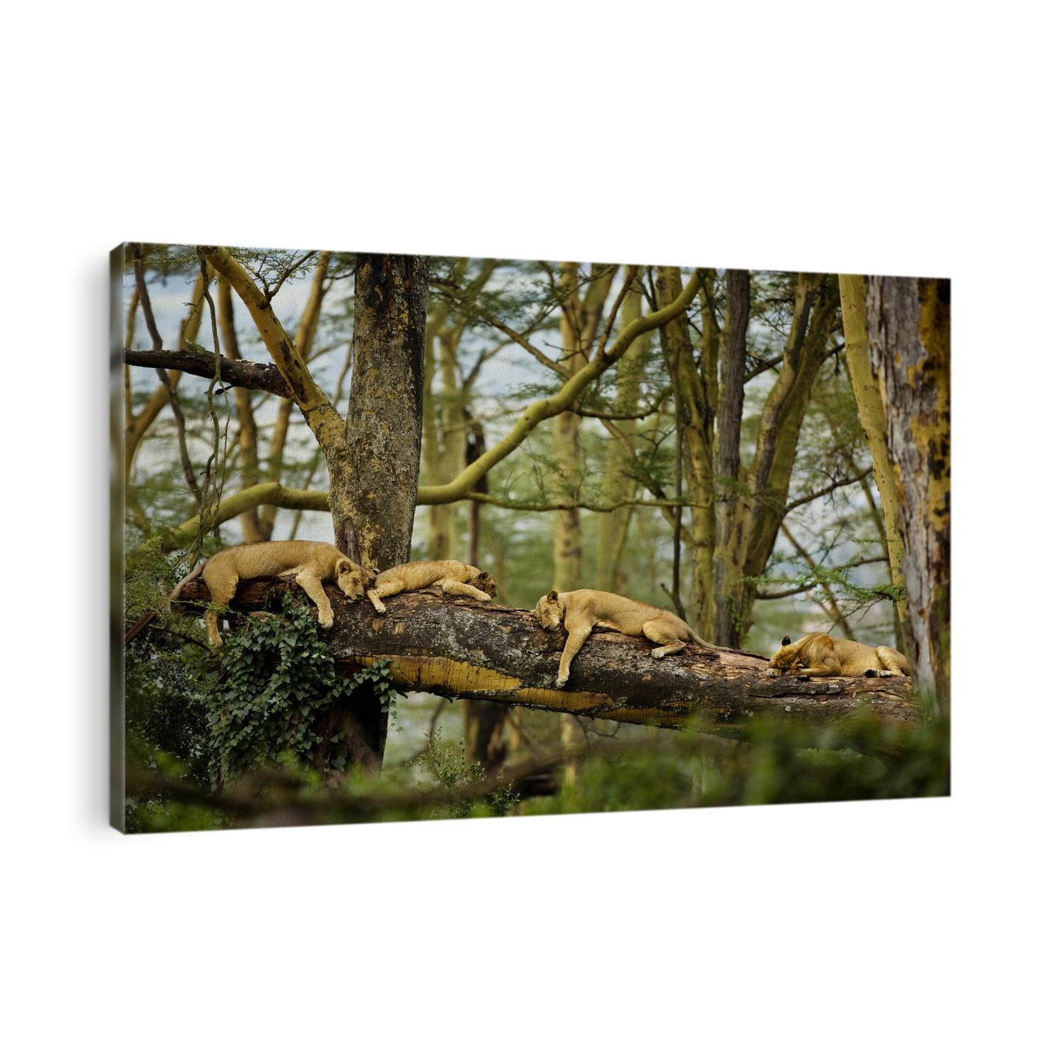 African lions sleeping in the forest