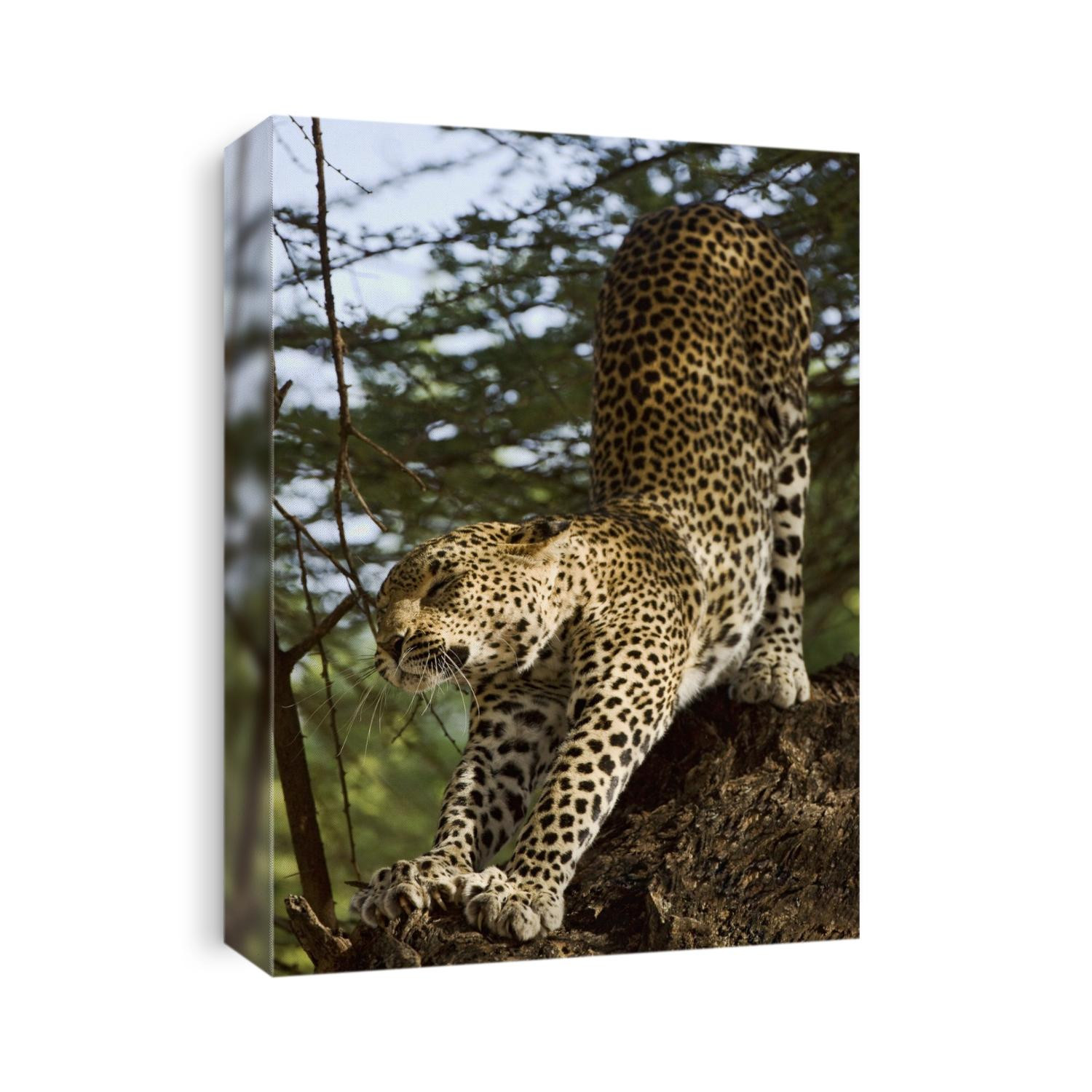 Leopard stretching on tree branch in Africa