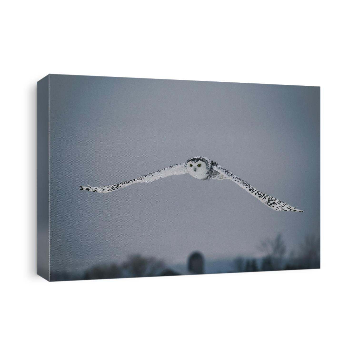 The Snowy Owls of Canada