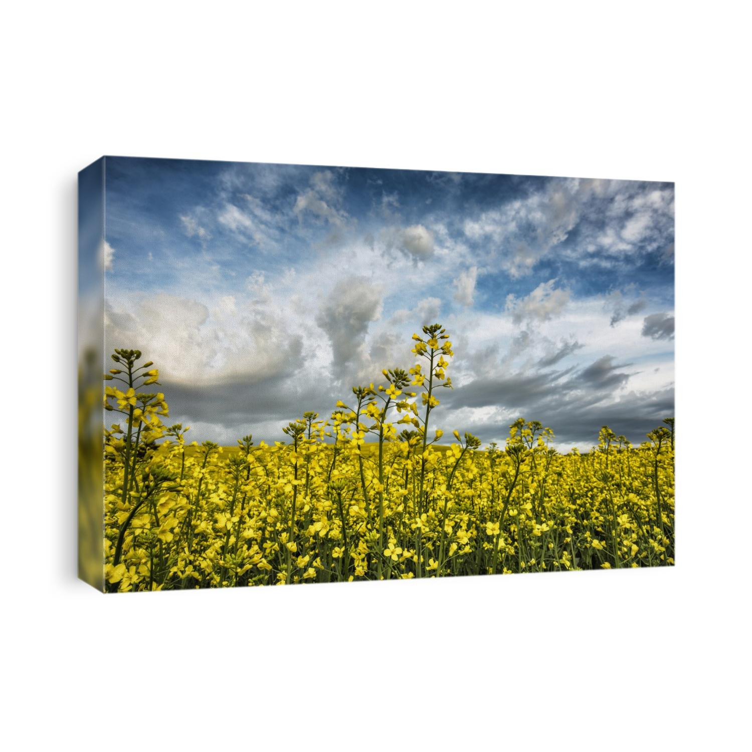 Yellow Cannola Fields in the Palouse, Washington